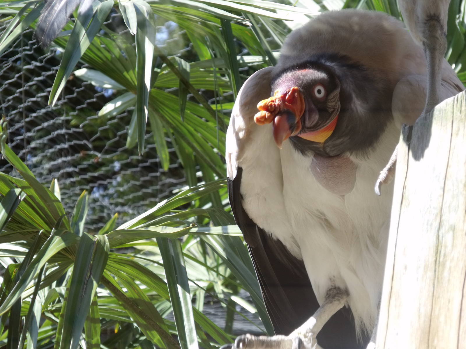 Colchester Zoo 22nd April 2010