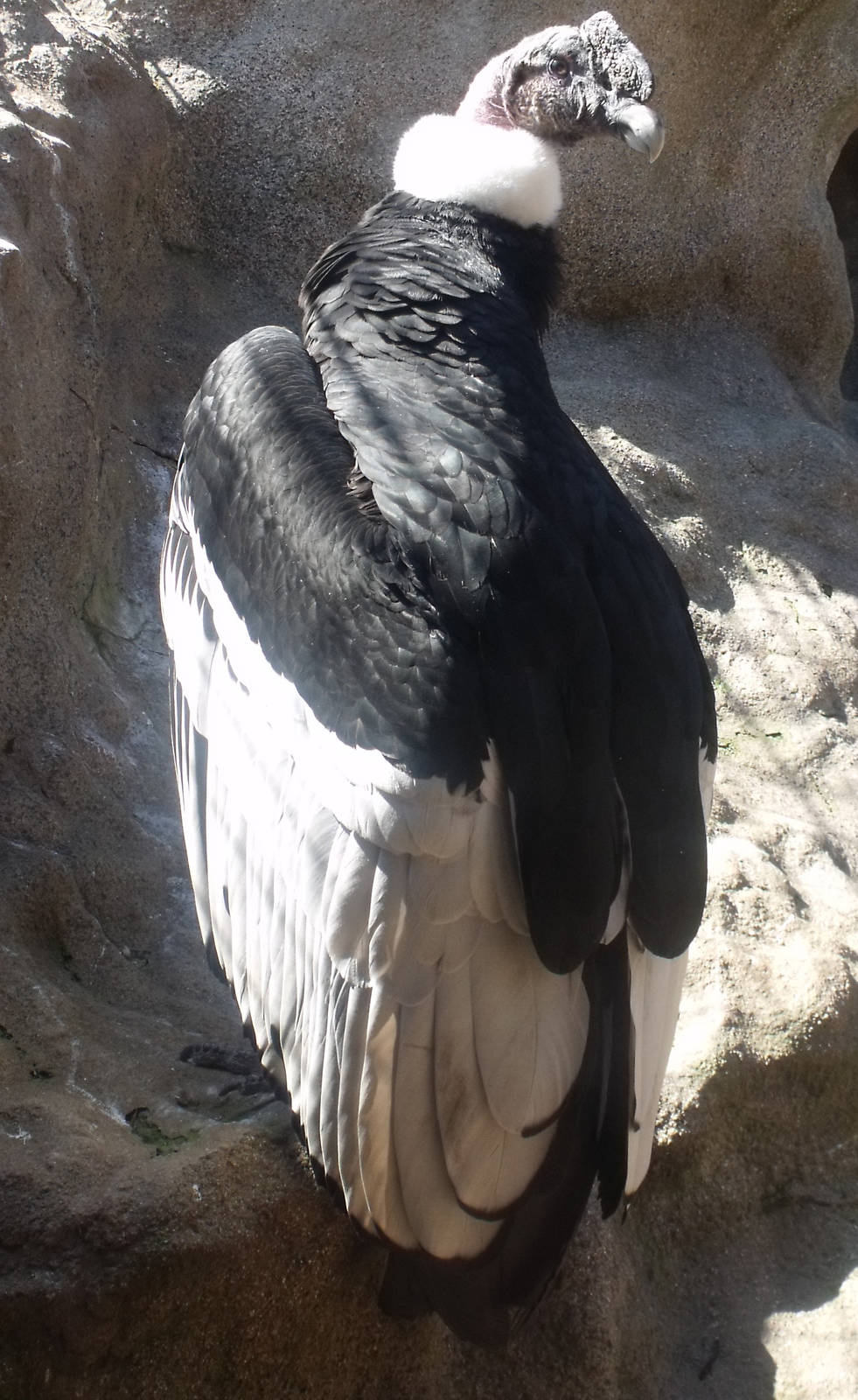 Colchester Zoo 22nd April 2010