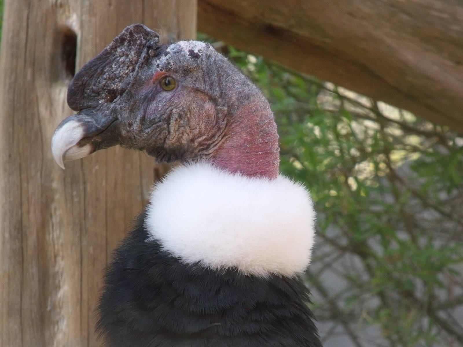 Colchester Zoo 22nd April 2010