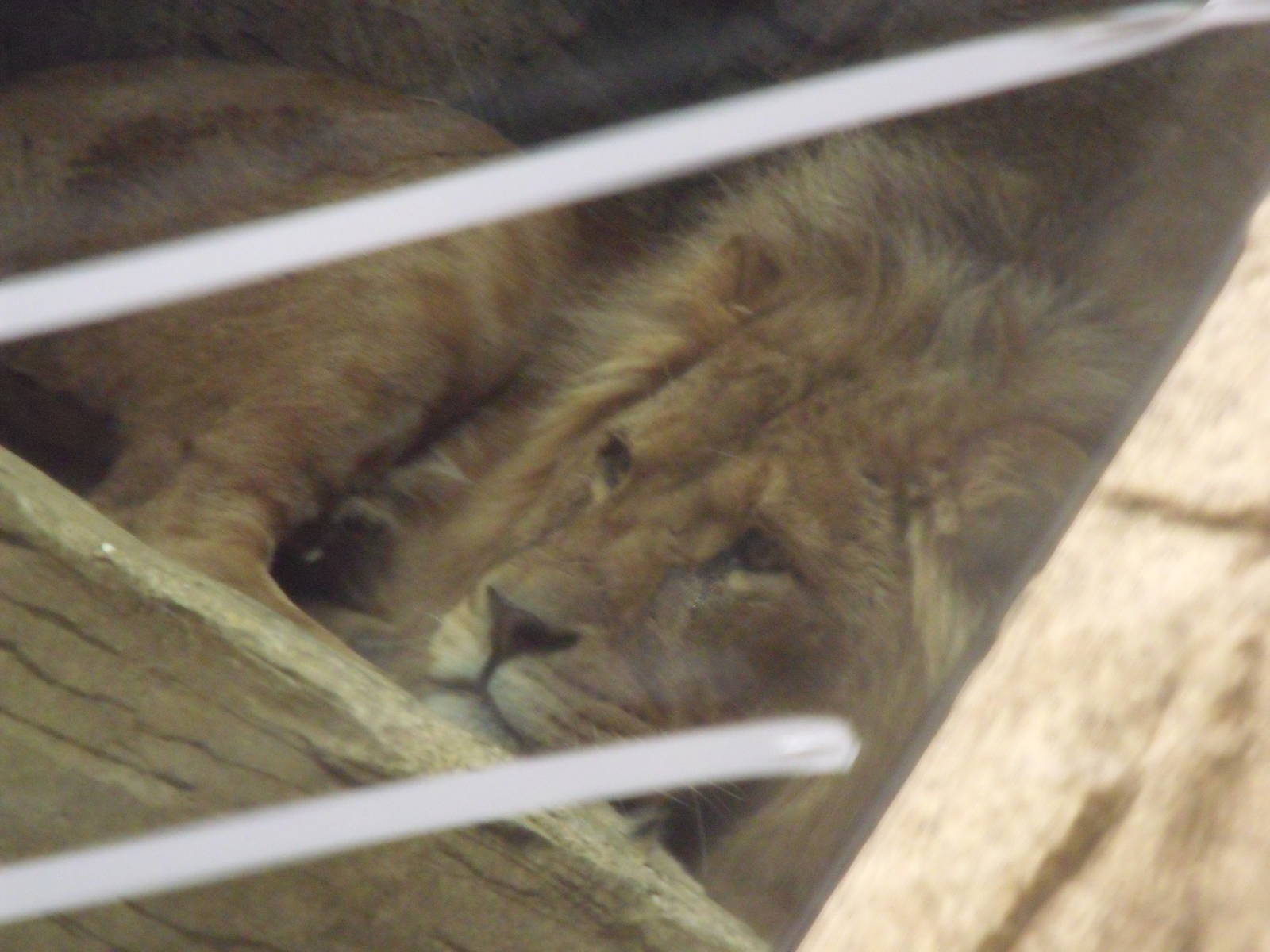 Colchester Zoo 22nd April 2010