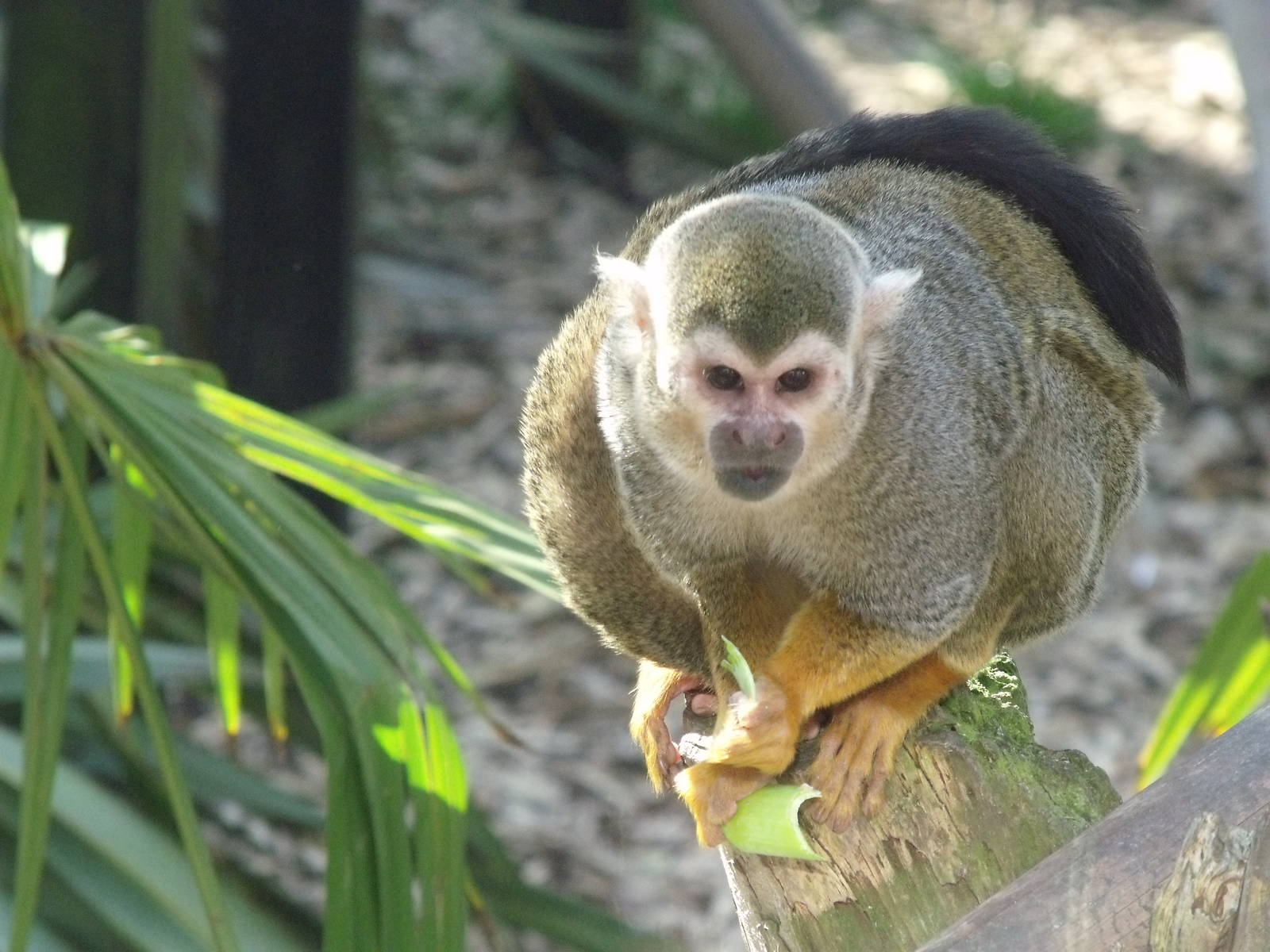 Colchester Zoo 22nd April 2010