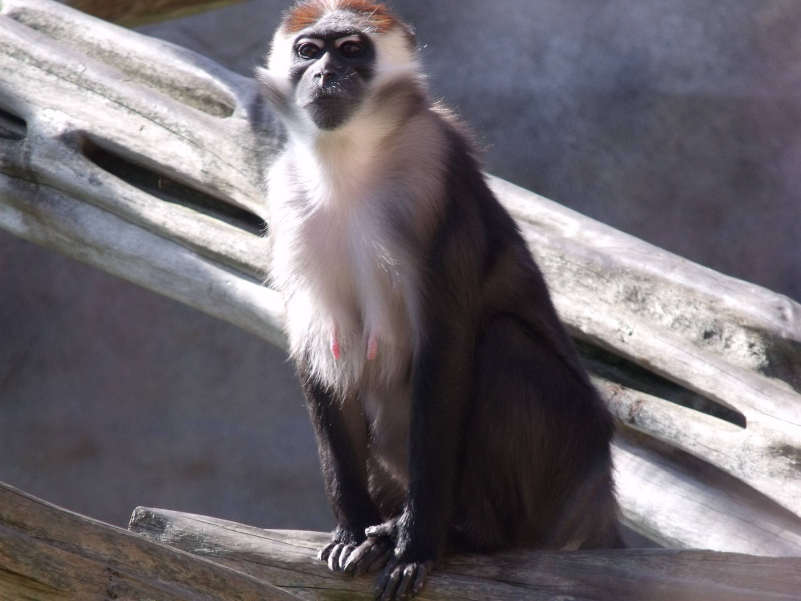 Colchester Zoo 22nd April 2010