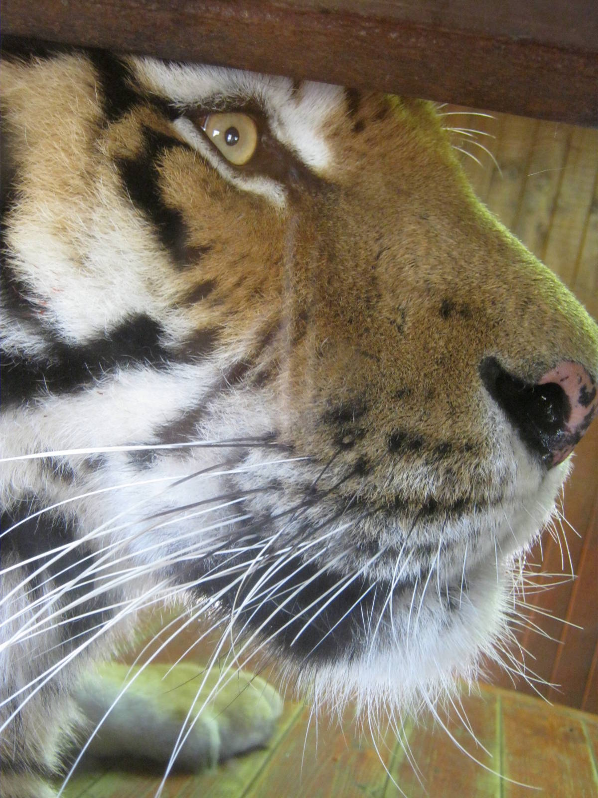 Colchester Zoo - Amur Tiger
