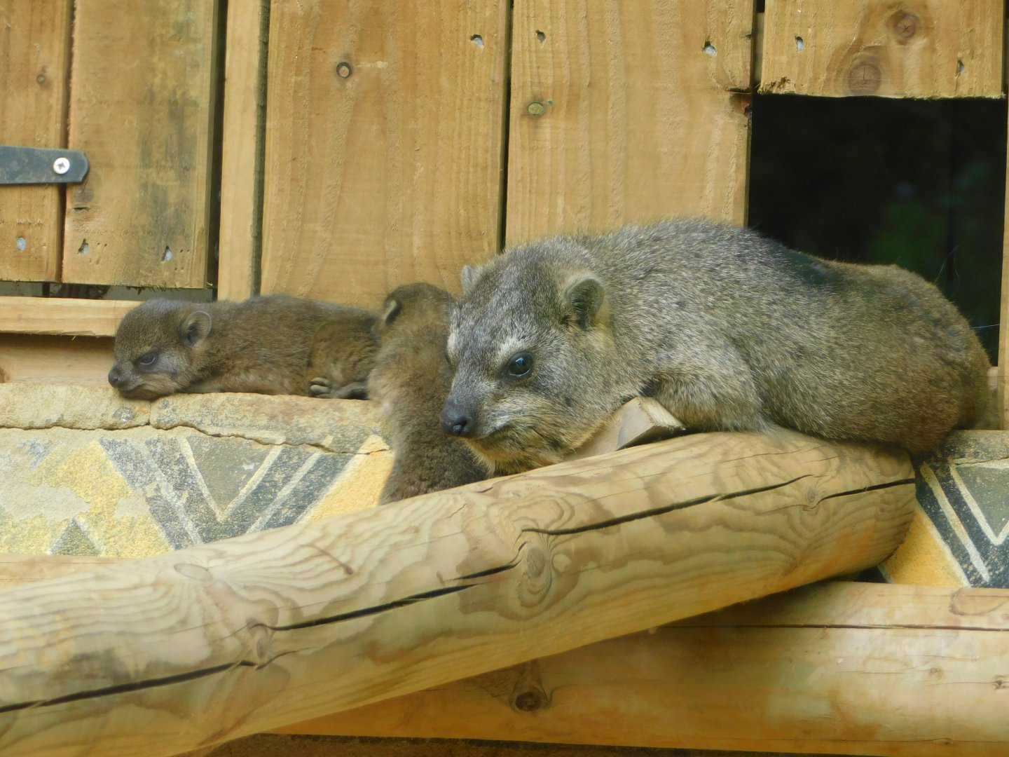 Colchester Zoo August 2019