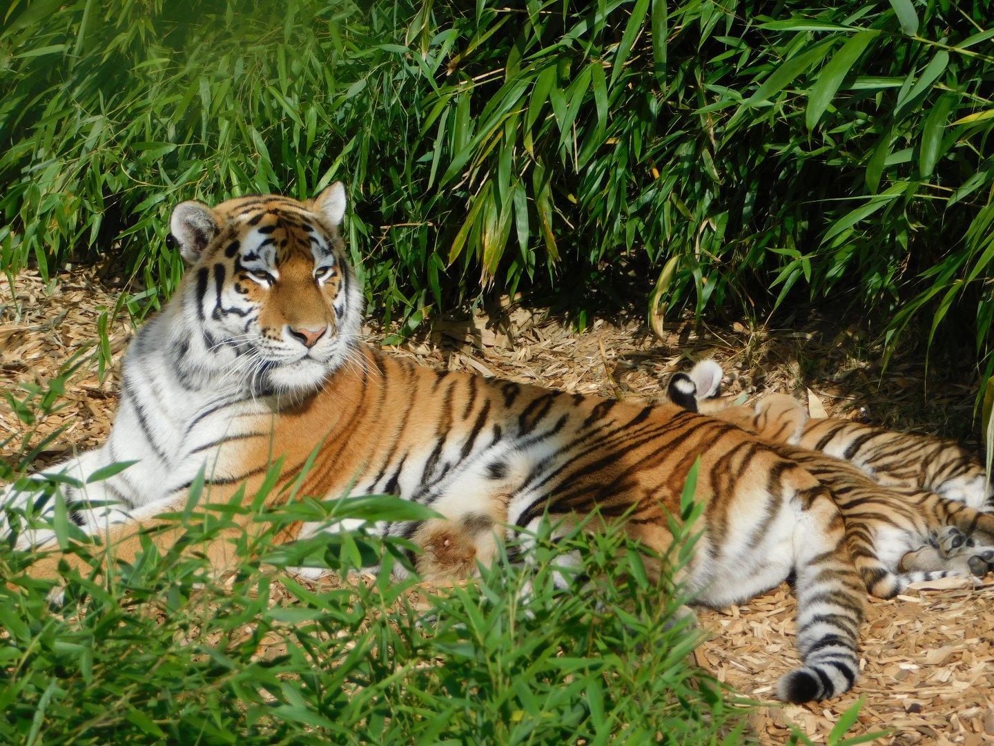 Colchester Zoo August 2019