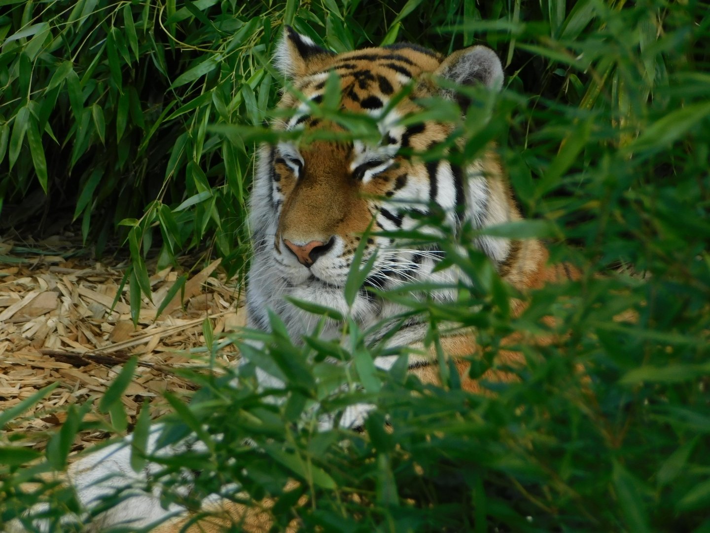 Colchester Zoo August 2019