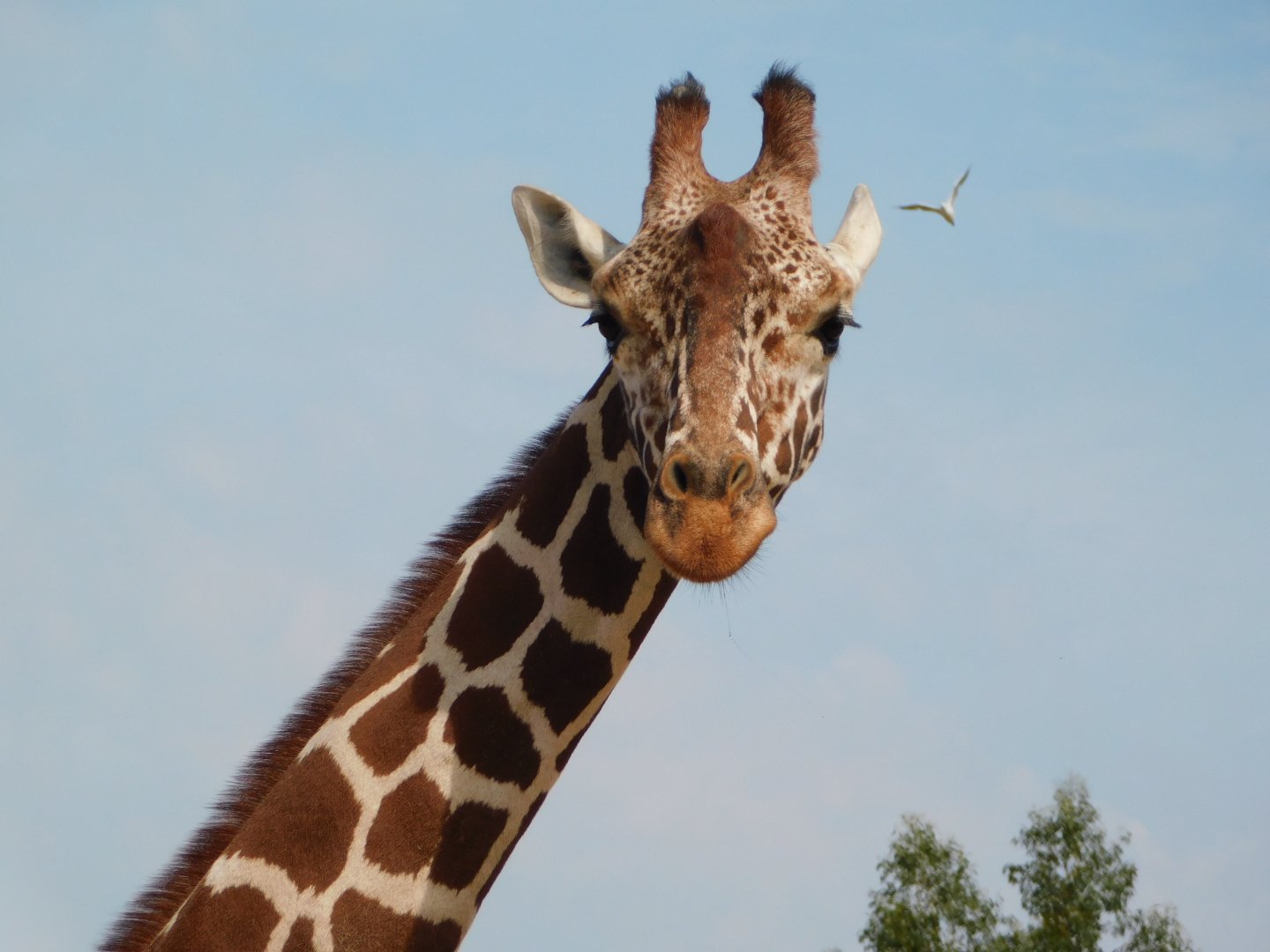 Colchester Zoo August 2019