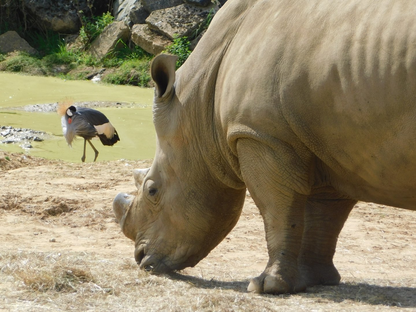 Colchester Zoo August 2019