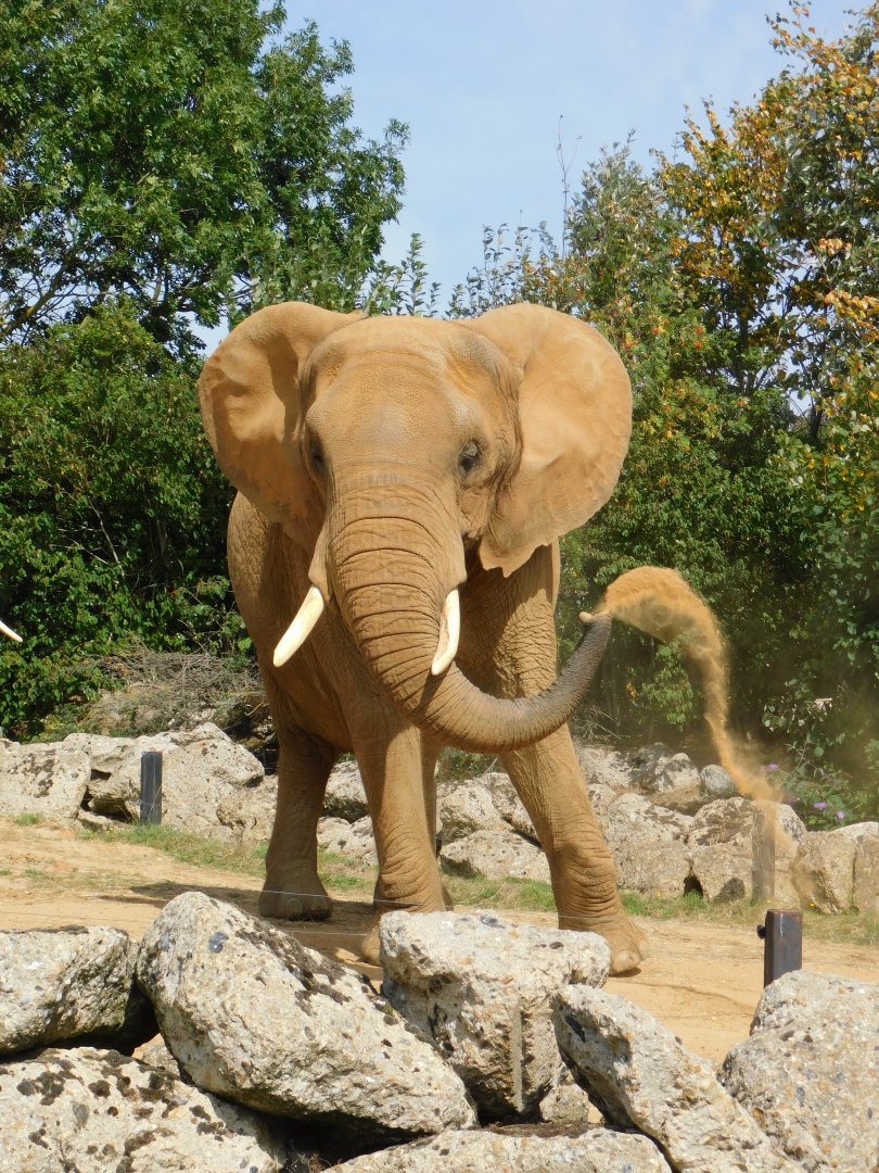 Colchester Zoo August 2019