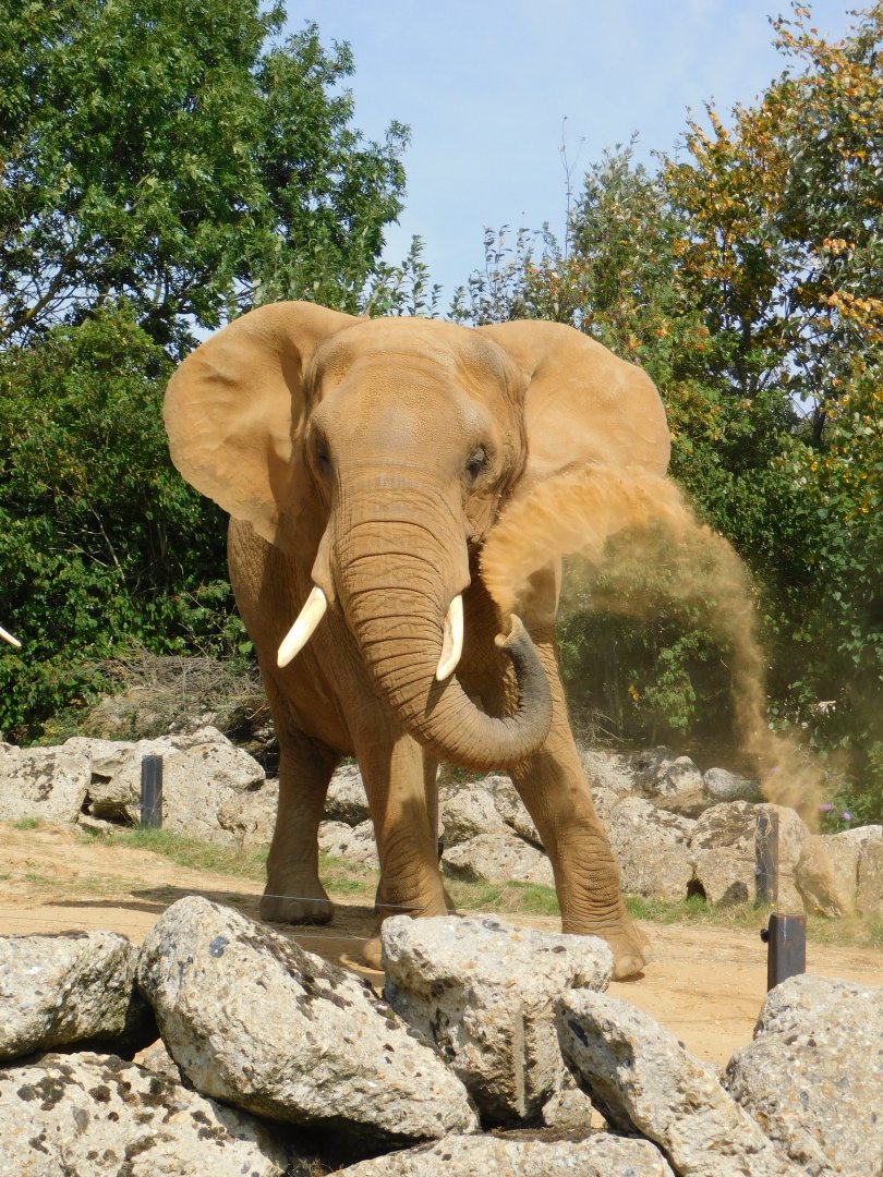 Colchester Zoo August 2019