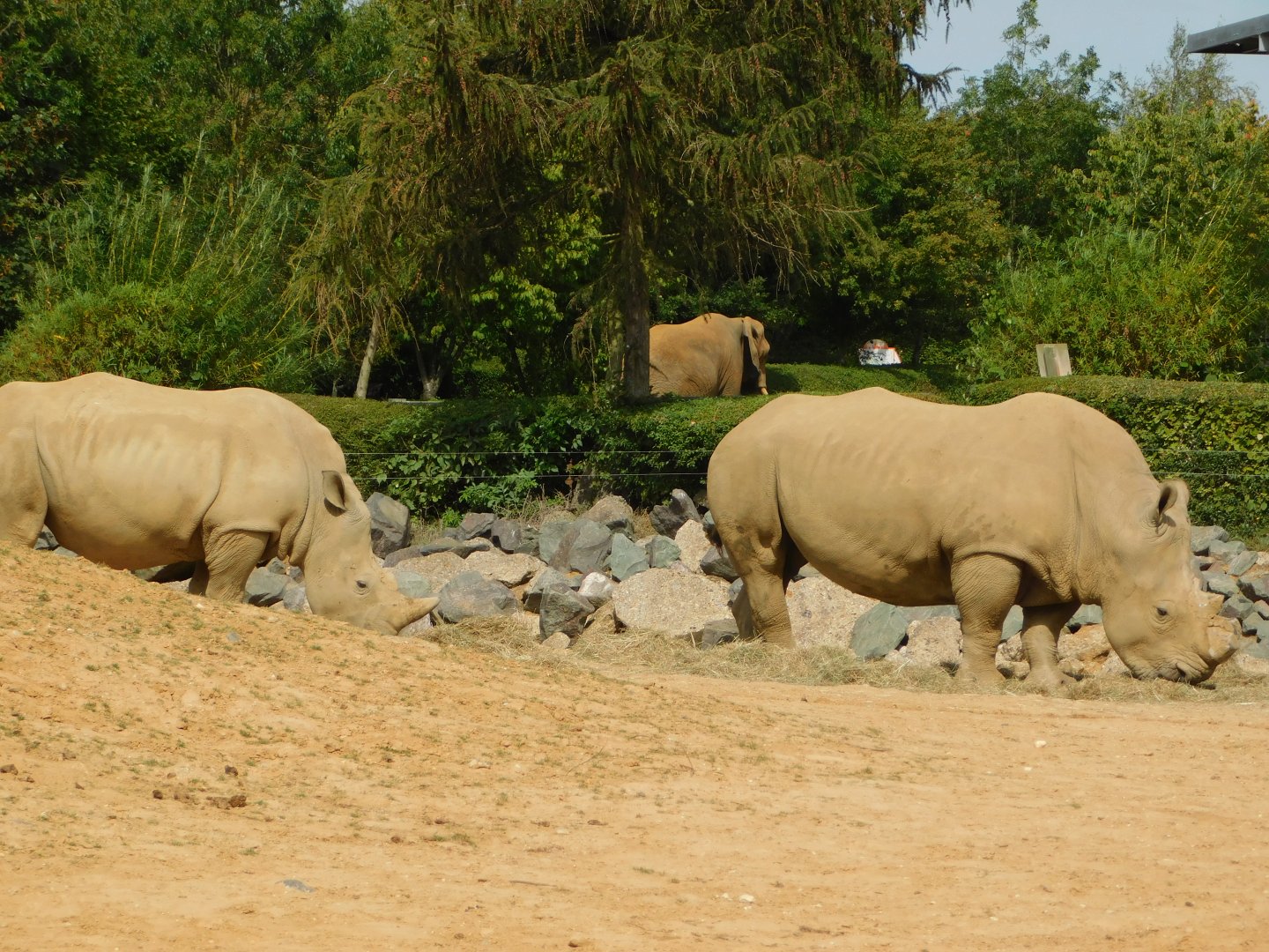 Colchester Zoo August 2019