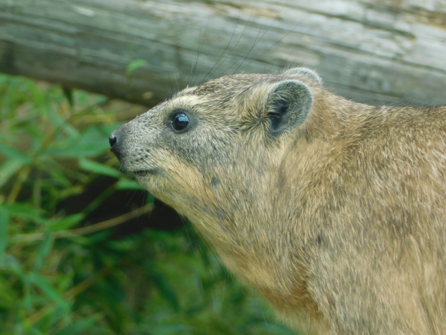 Colchester Zoo August 2019