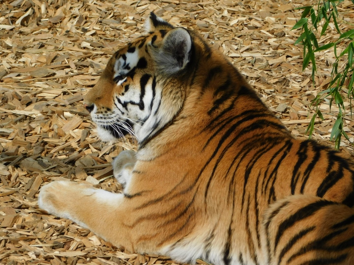 Colchester Zoo August 2019