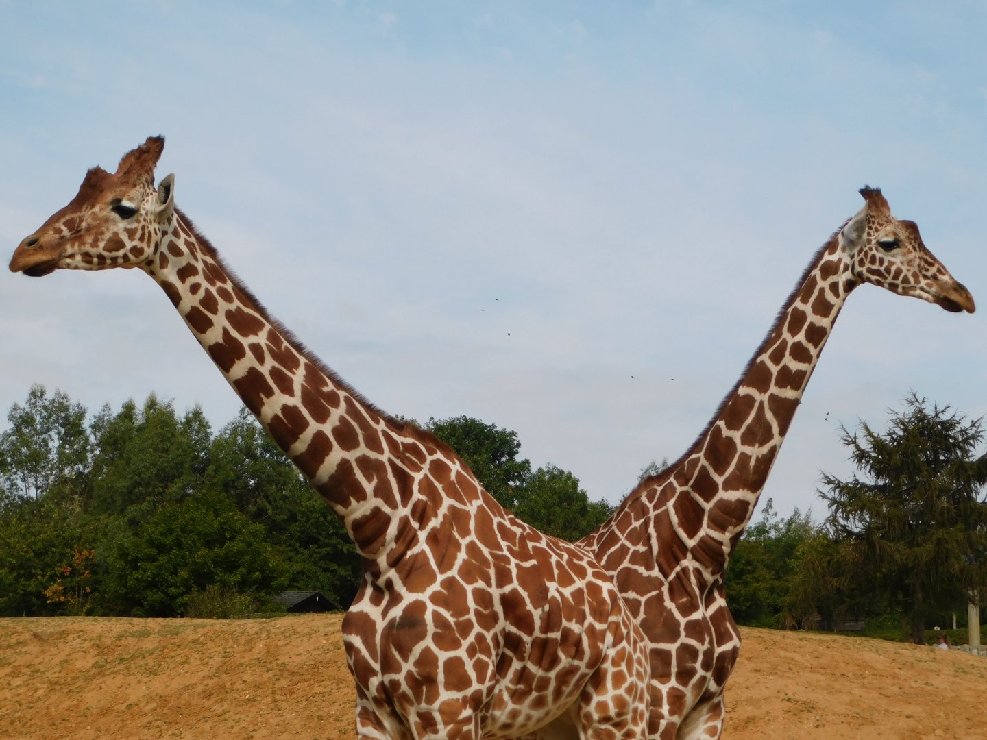 Colchester Zoo August 2019