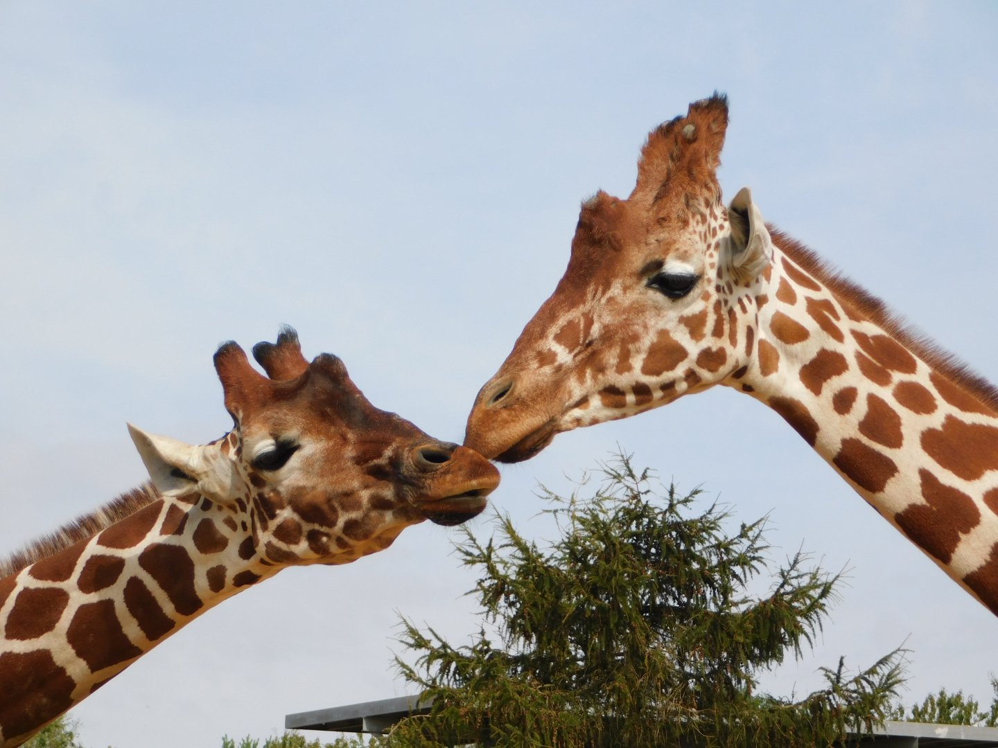 Colchester Zoo August 2019