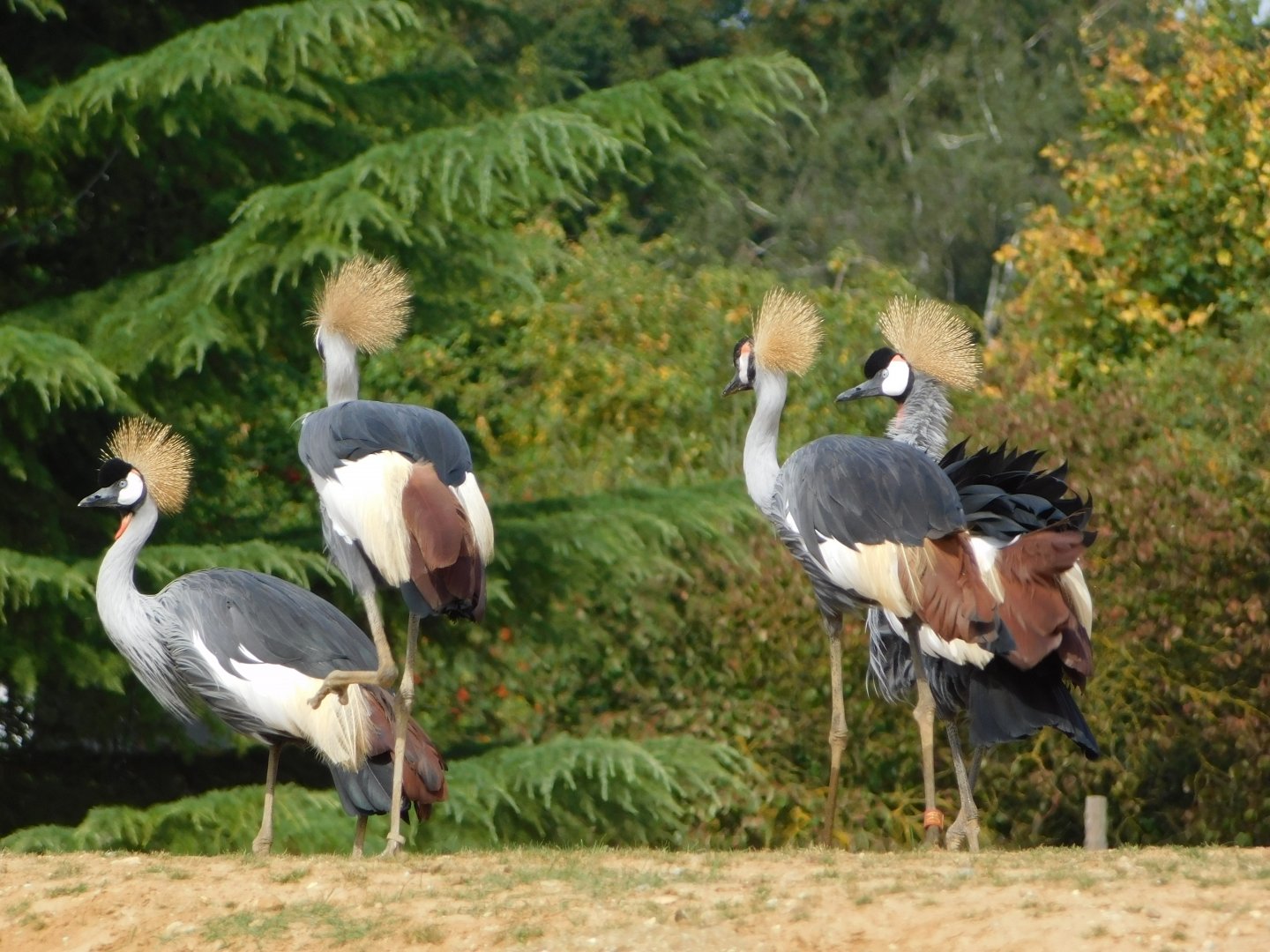 Colchester Zoo August 2019