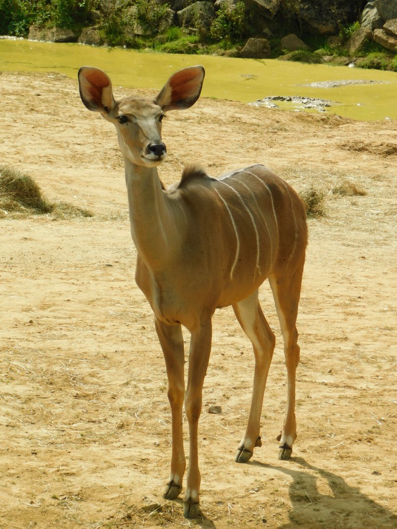 Colchester Zoo August 2019