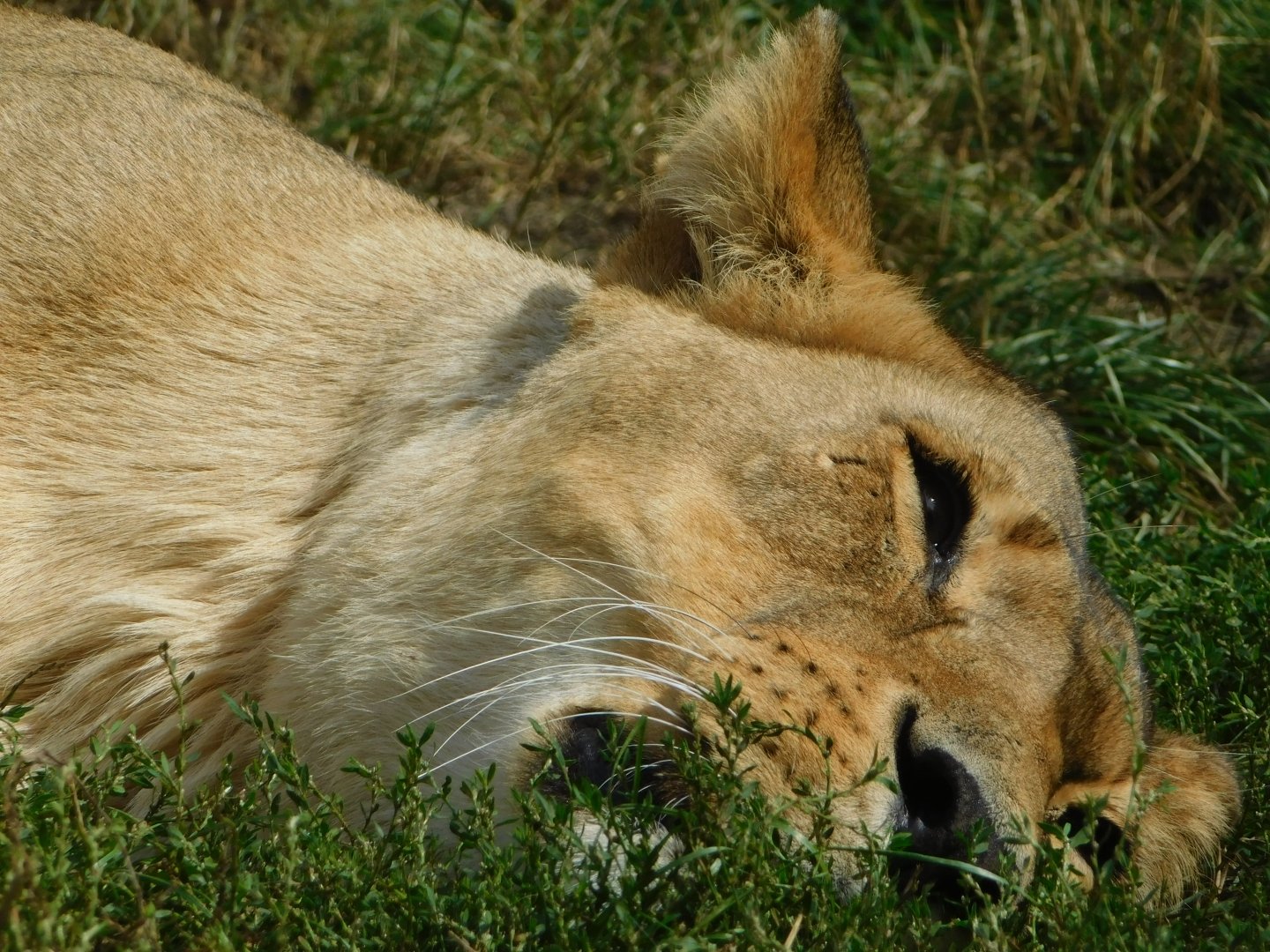 Colchester Zoo August 2019