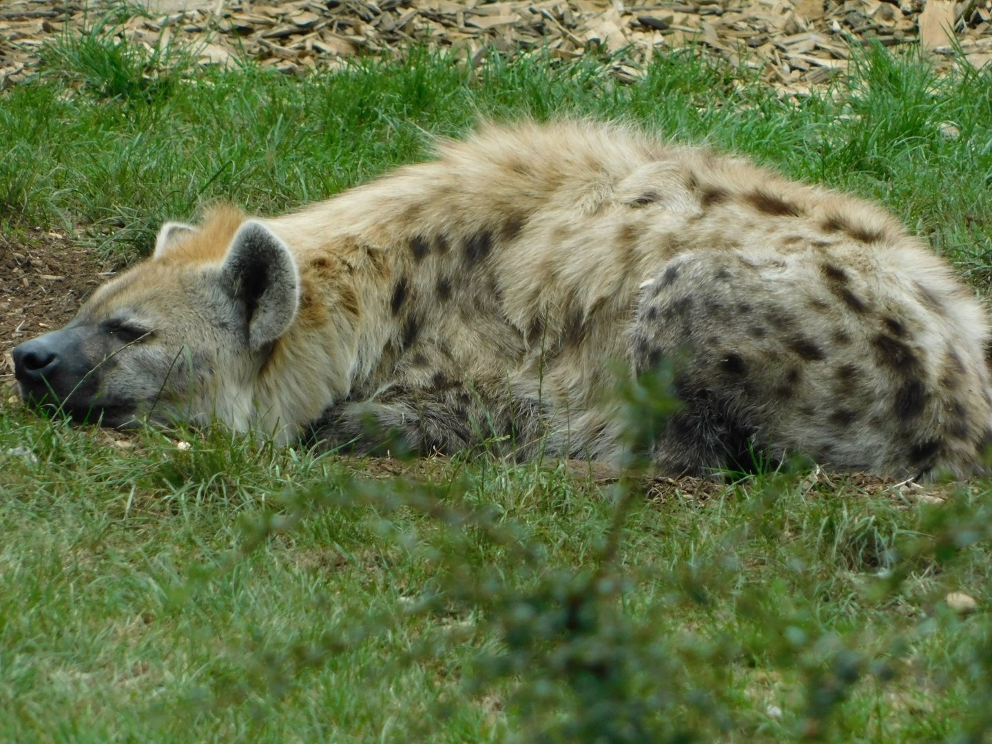 Colchester Zoo August 2019