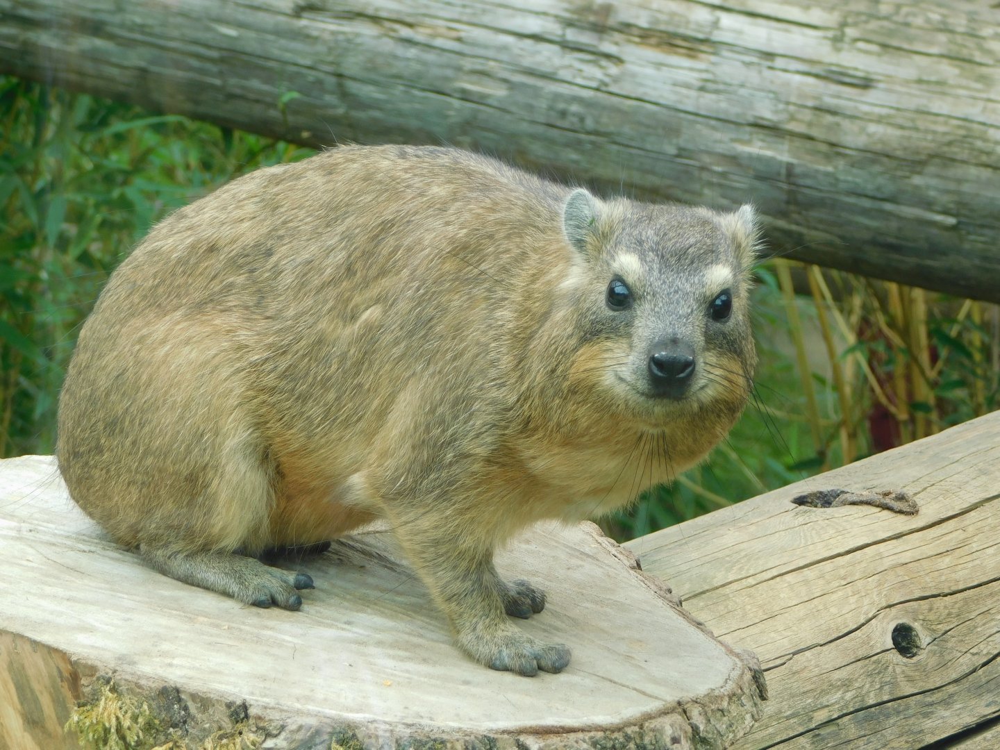 Colchester Zoo August 2019