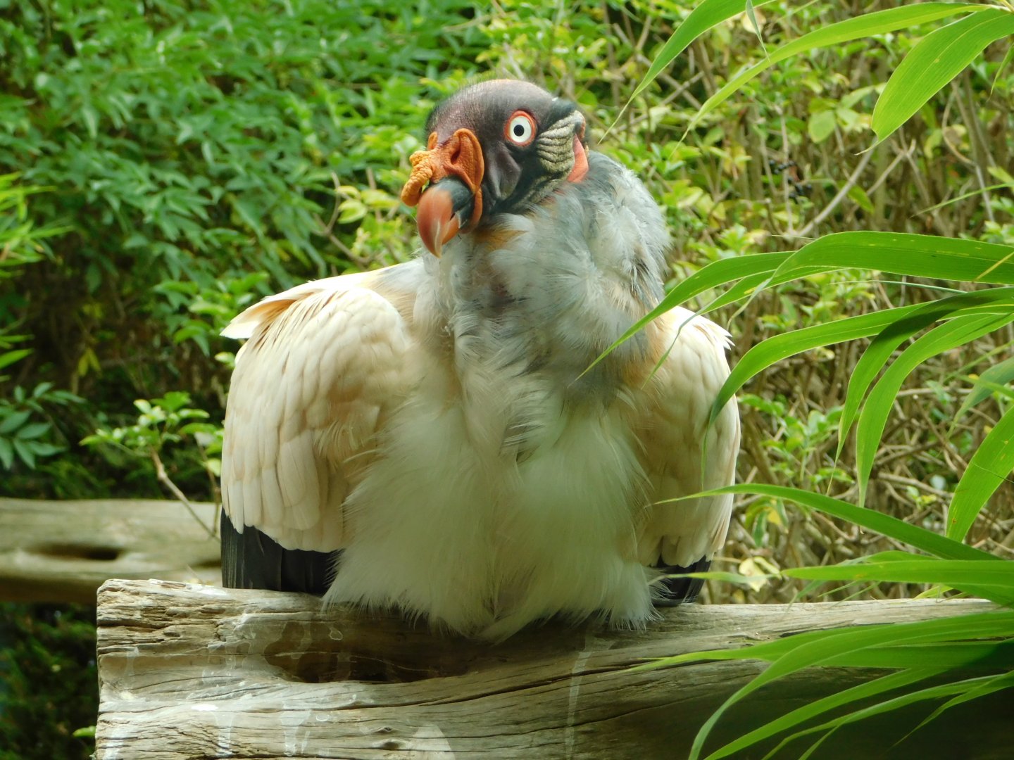 Colchester Zoo August 2019