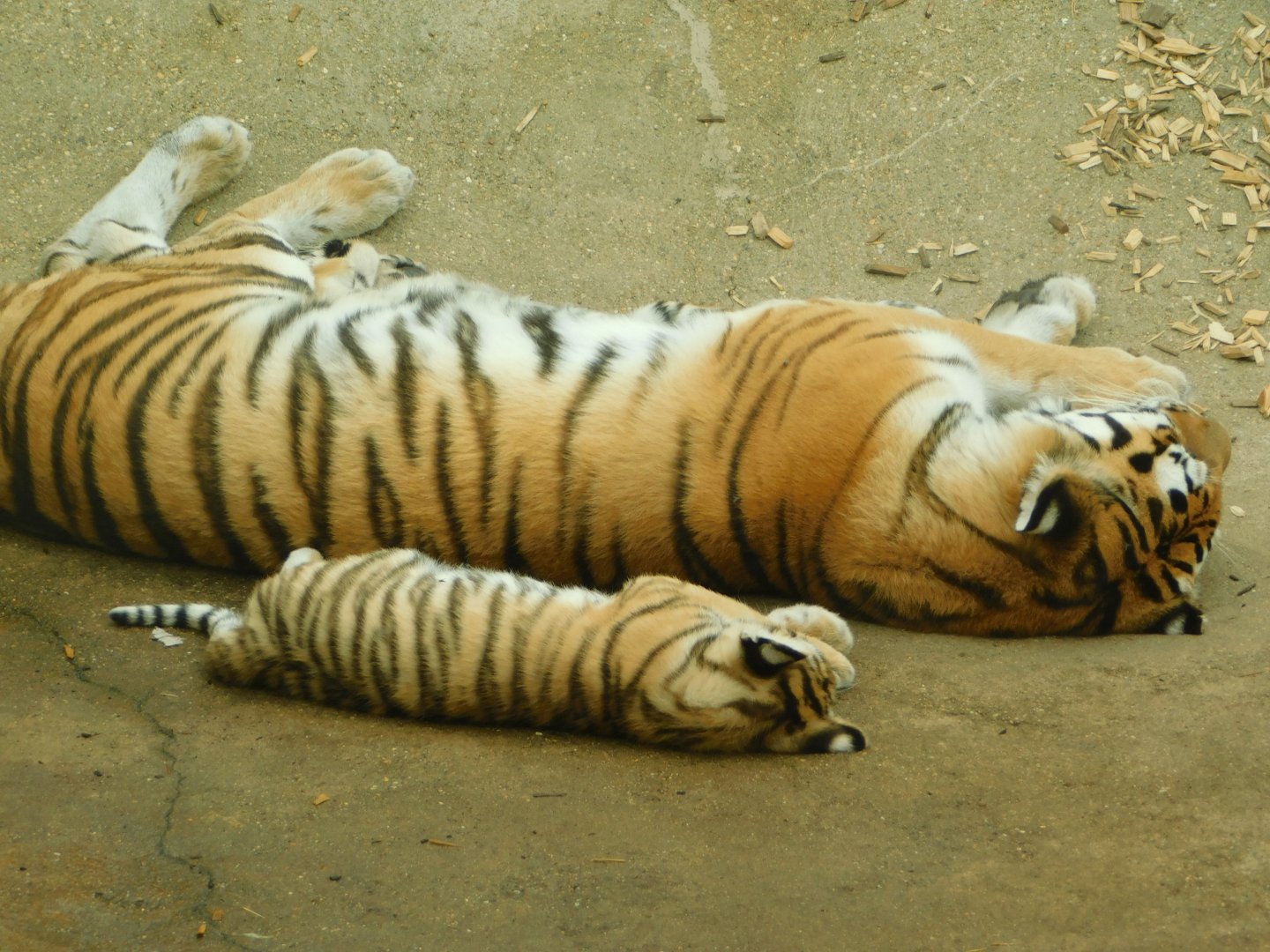 Colchester Zoo August 2019