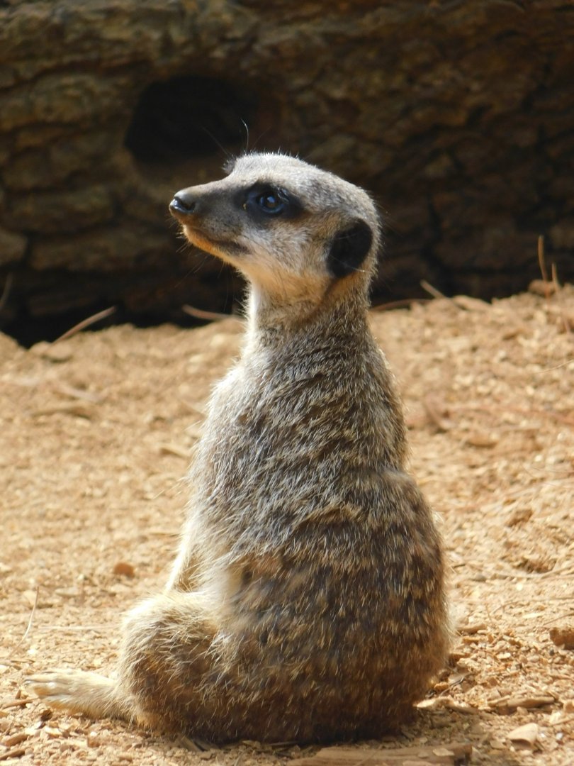 Colchester Zoo August 2019