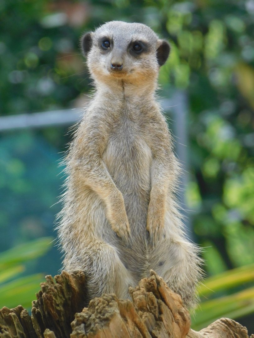 Colchester Zoo August 2019
