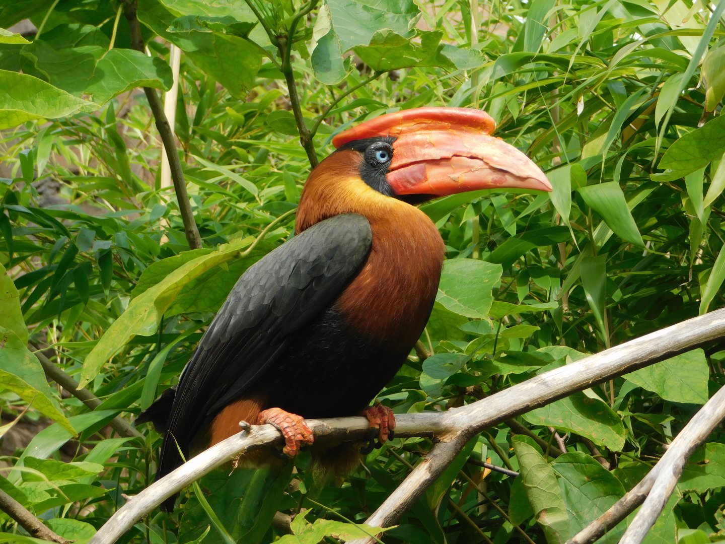 Colchester Zoo August 2019