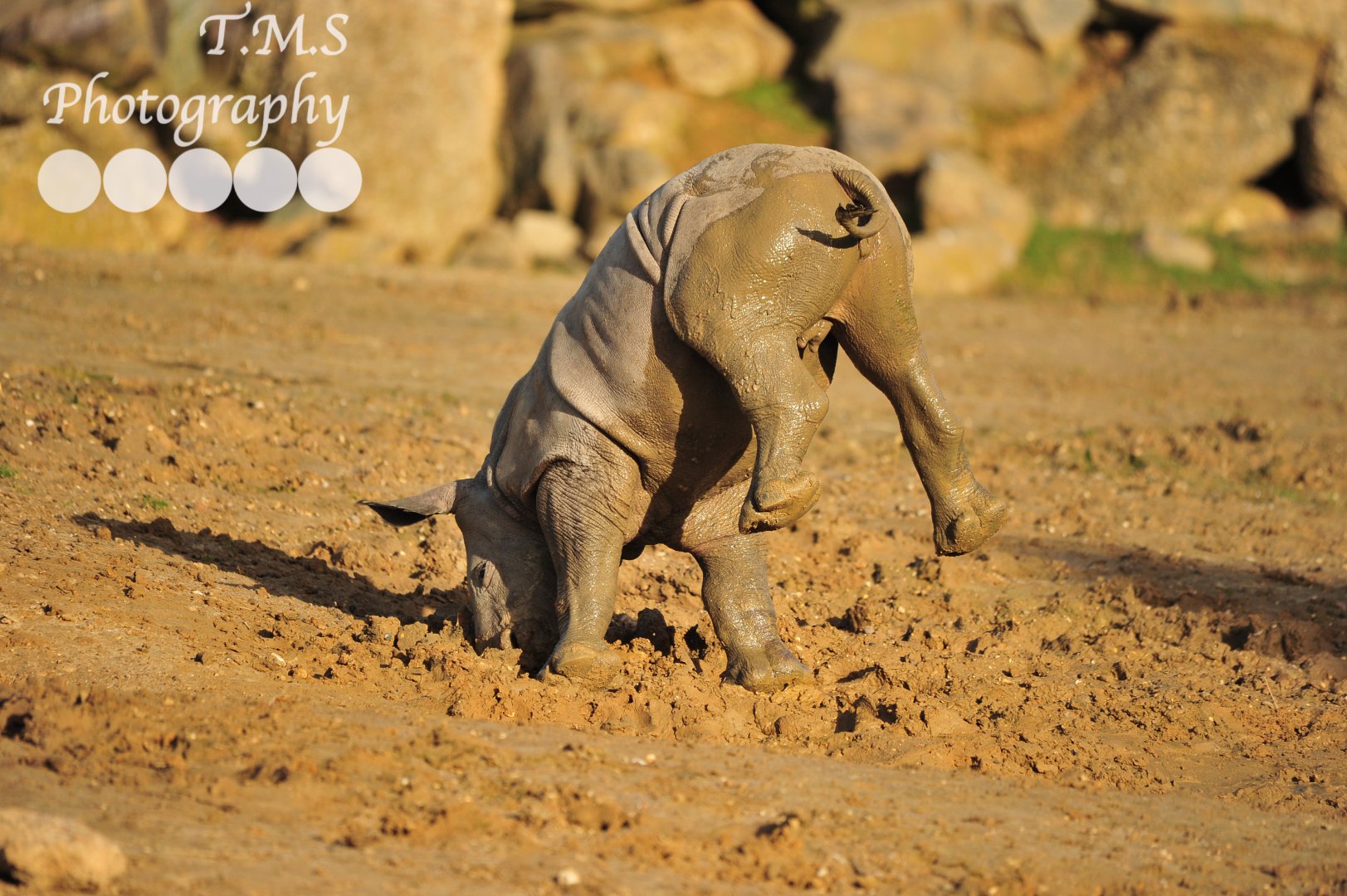 Colchester Zoo Baby Rhino Lottie