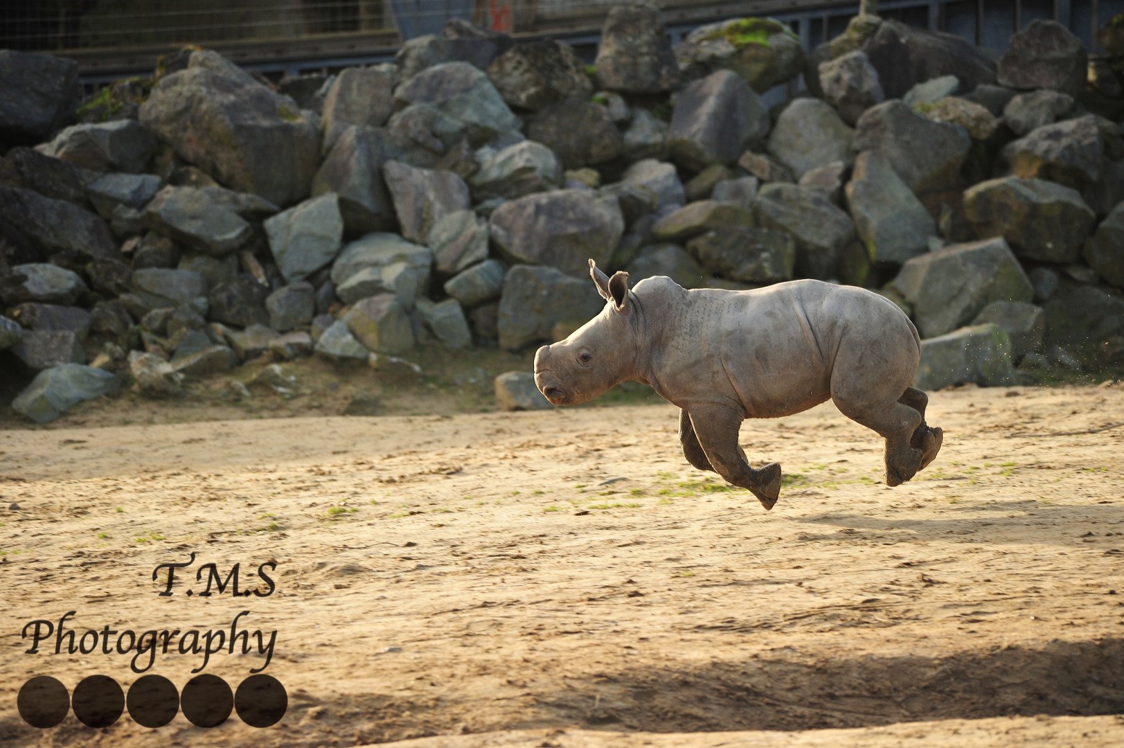 Colchester Zoo Baby Rhino Lottie