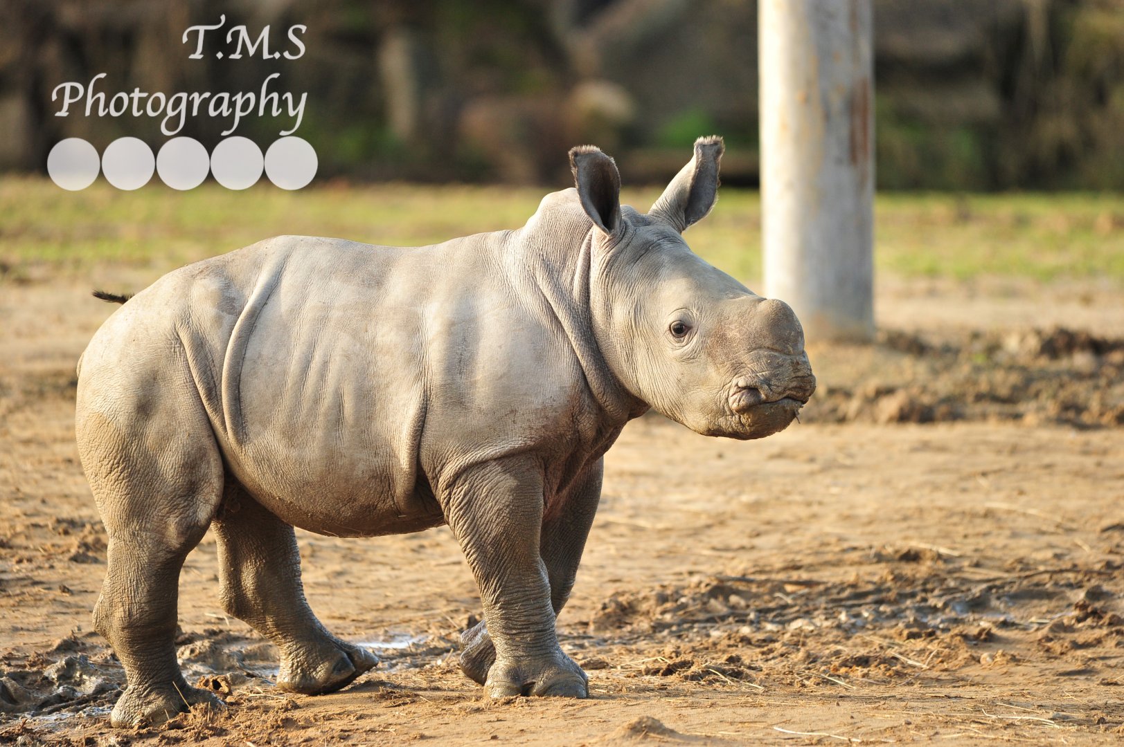 Colchester Zoo Baby Rhino Lottie
