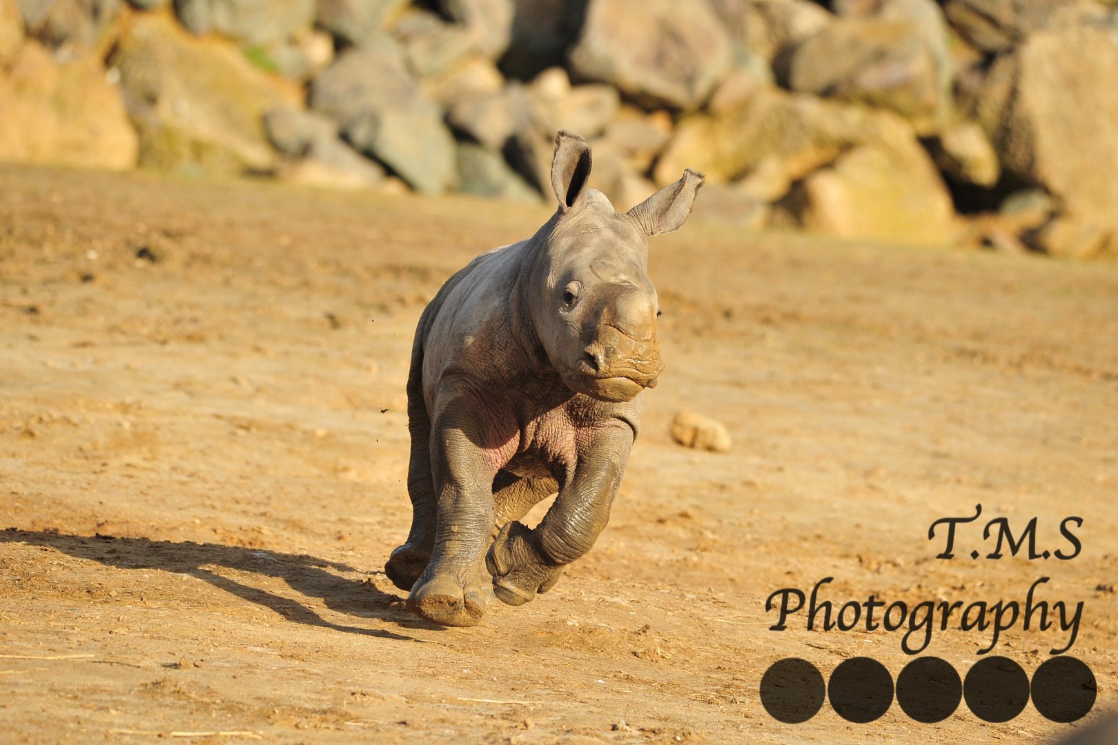 Colchester Zoo Baby Rhino Lottie