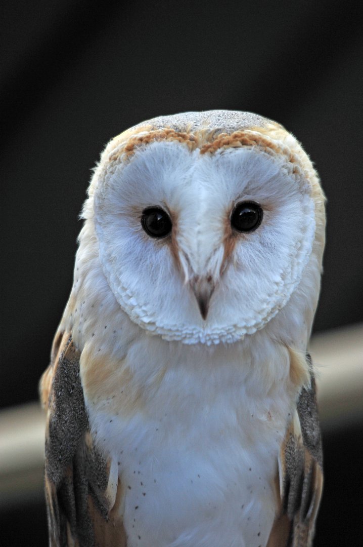 Colchester Zoo Barn Owl