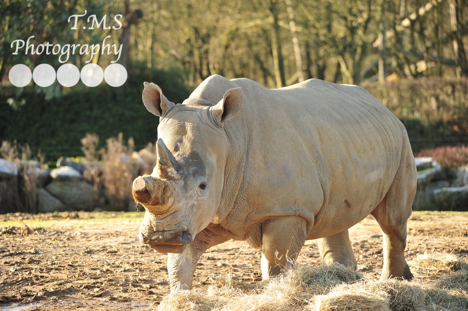 Colchester Zoo Binta