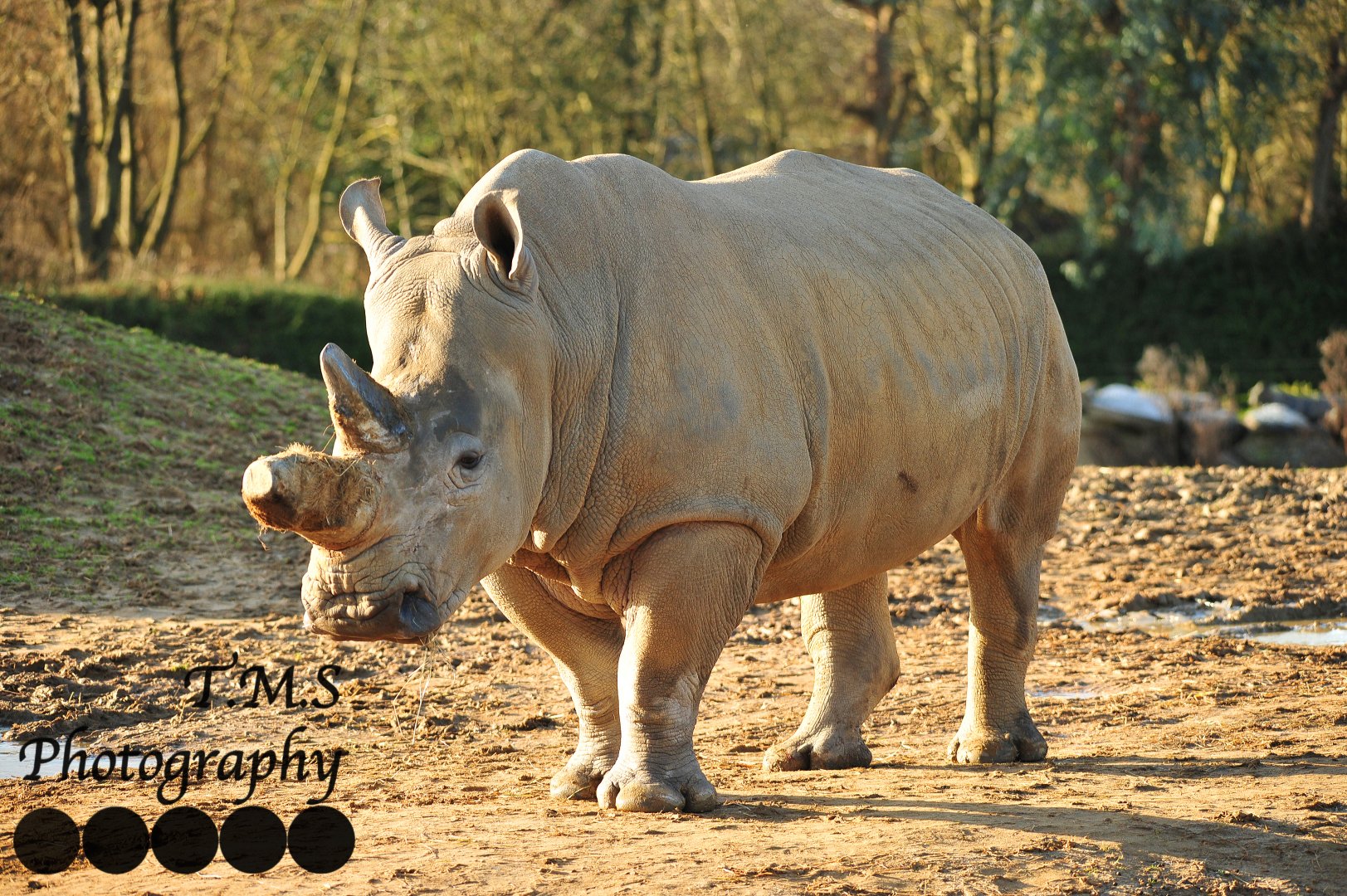 Colchester Zoo Binta