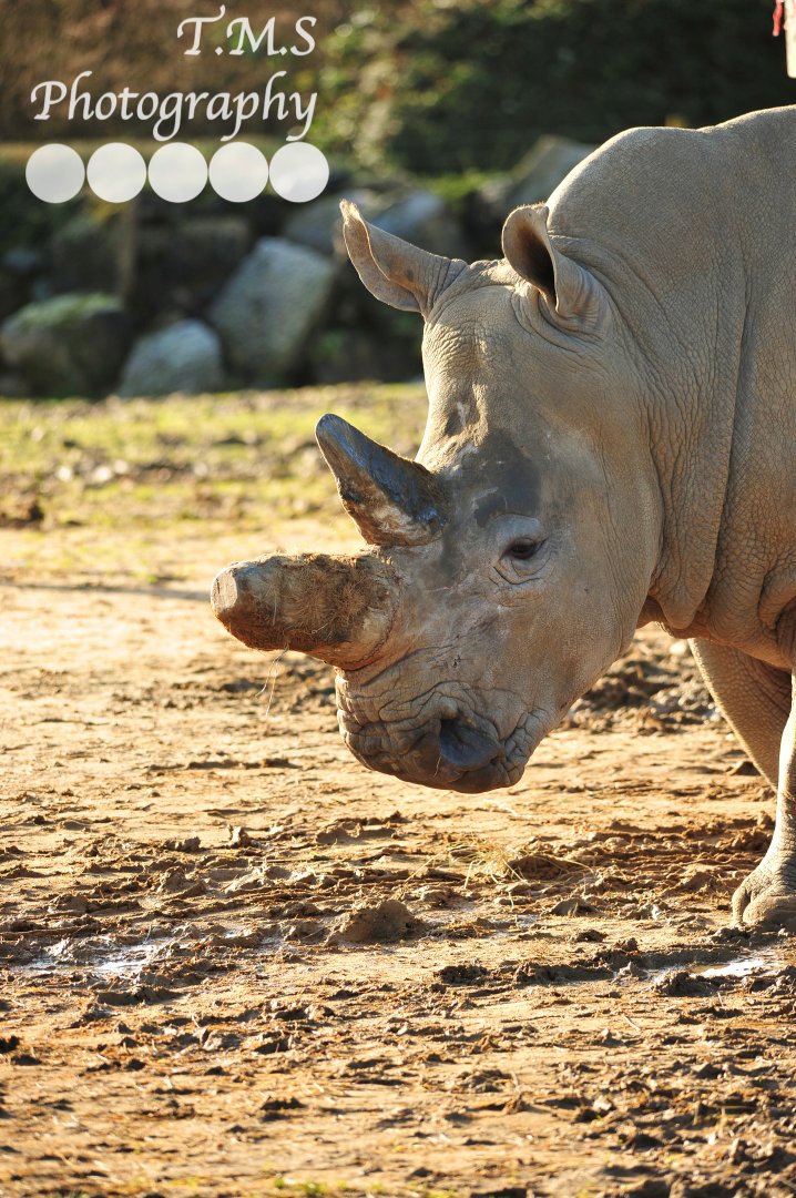 Colchester Zoo Binta