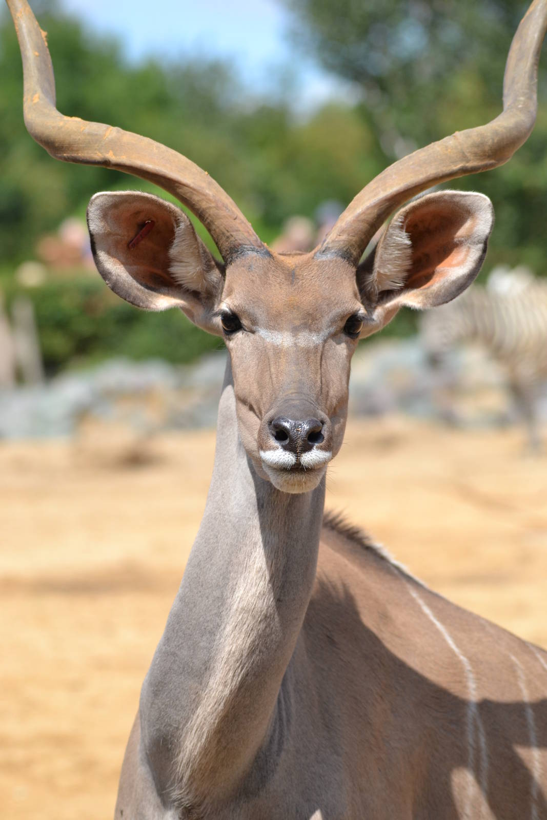 Colchester Zoo Cedric