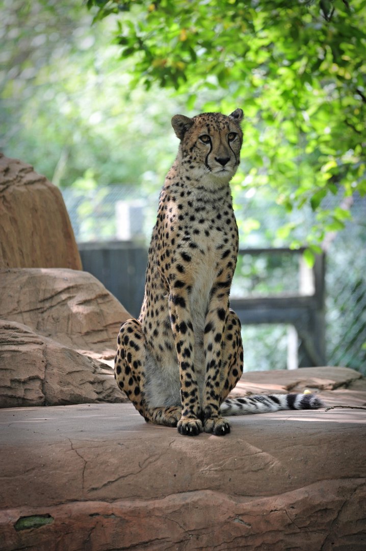Colchester Zoo Cheetah
