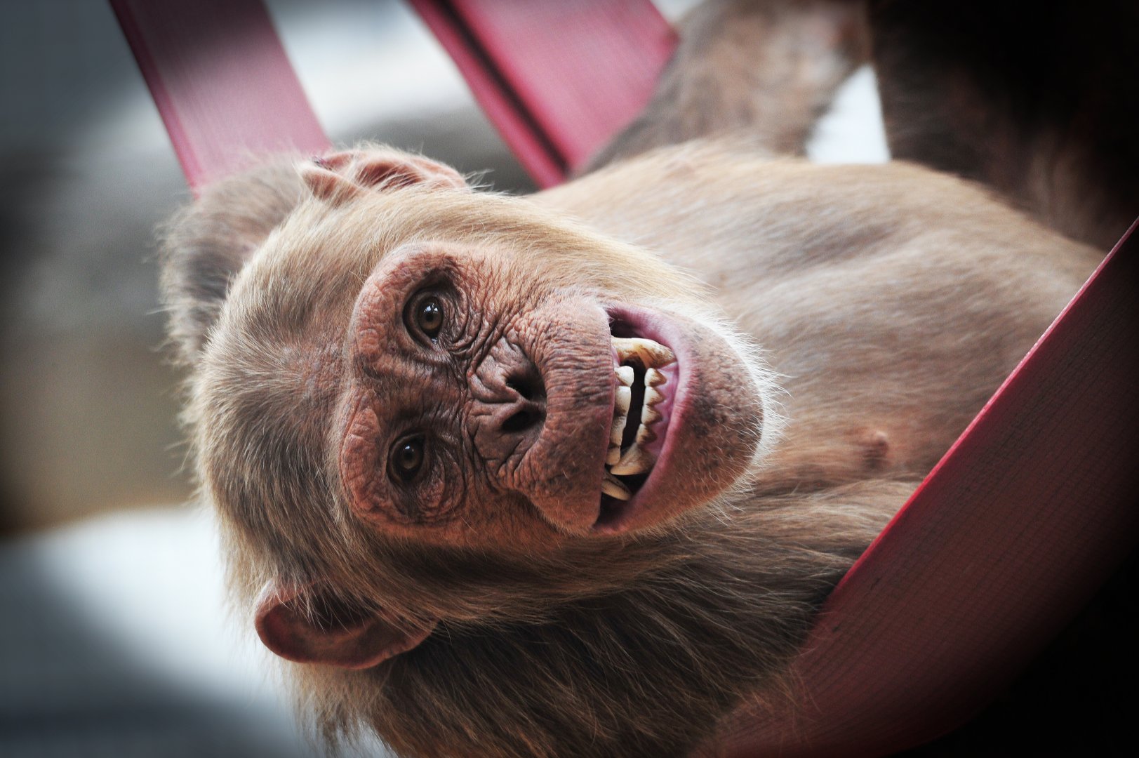 Colchester Zoo Chimp
