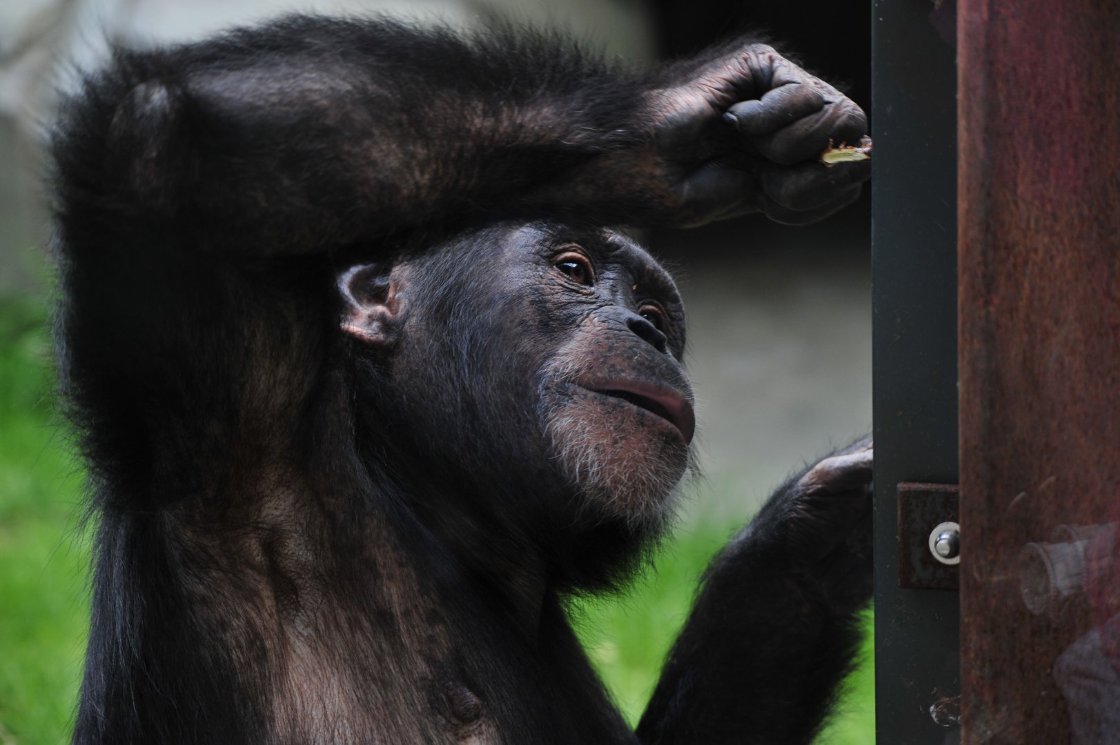 Colchester Zoo Chimp