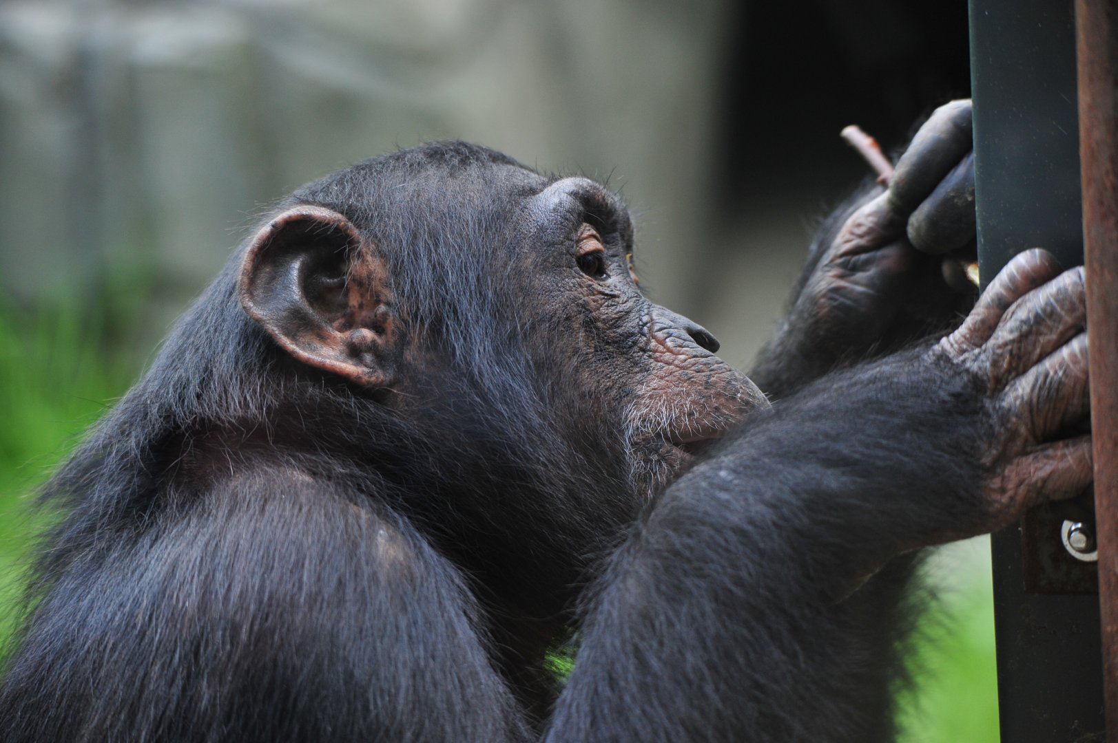 Colchester Zoo Chimp