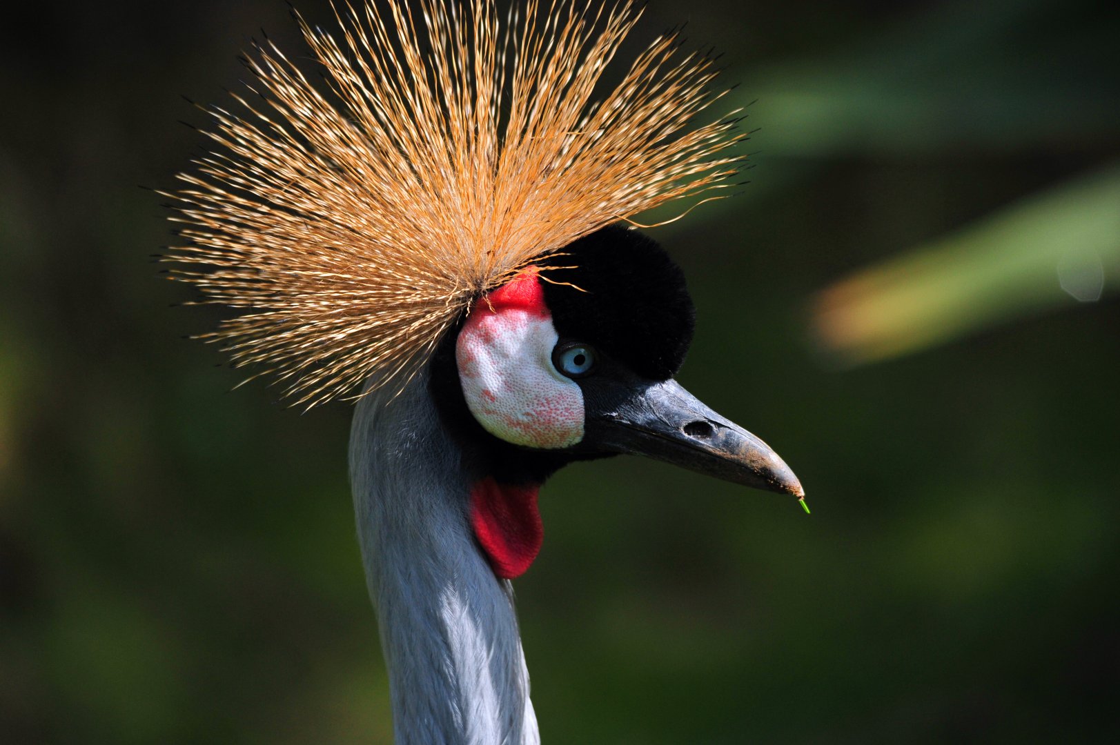 Colchester Zoo Crowned Crane