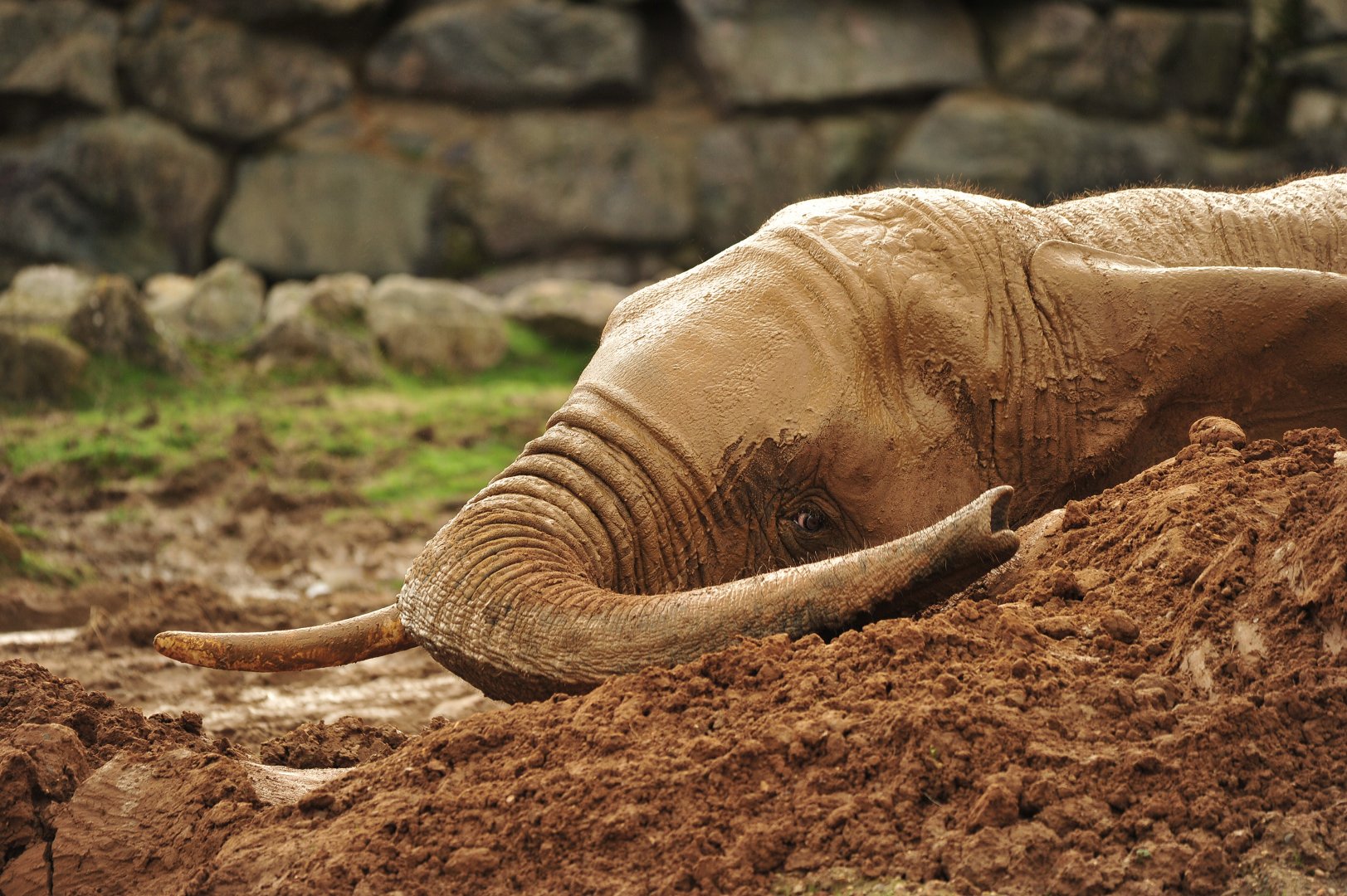 Colchester Zoo Elephant mud bath