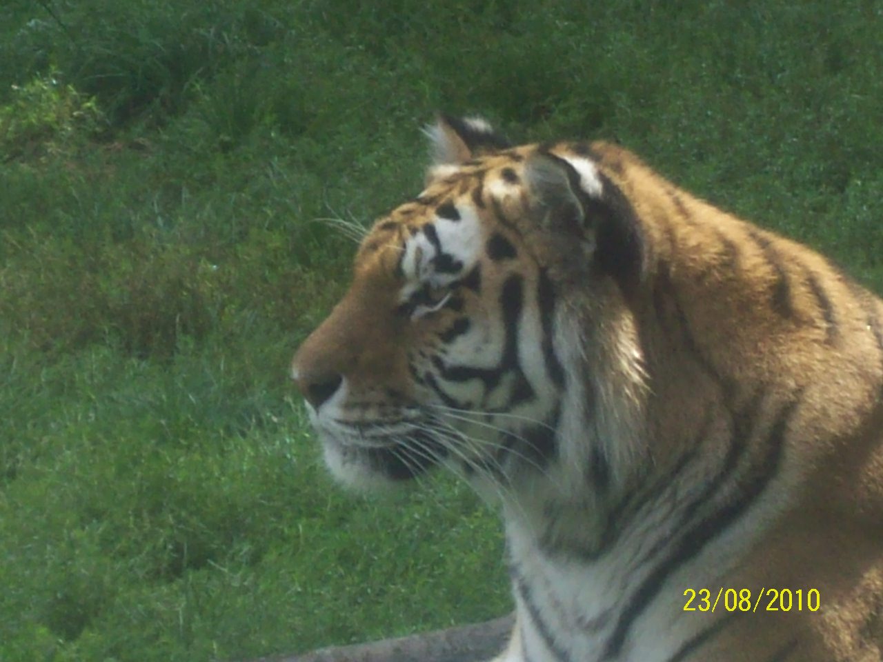 Colchester Zoo (ignore date on bottom right)