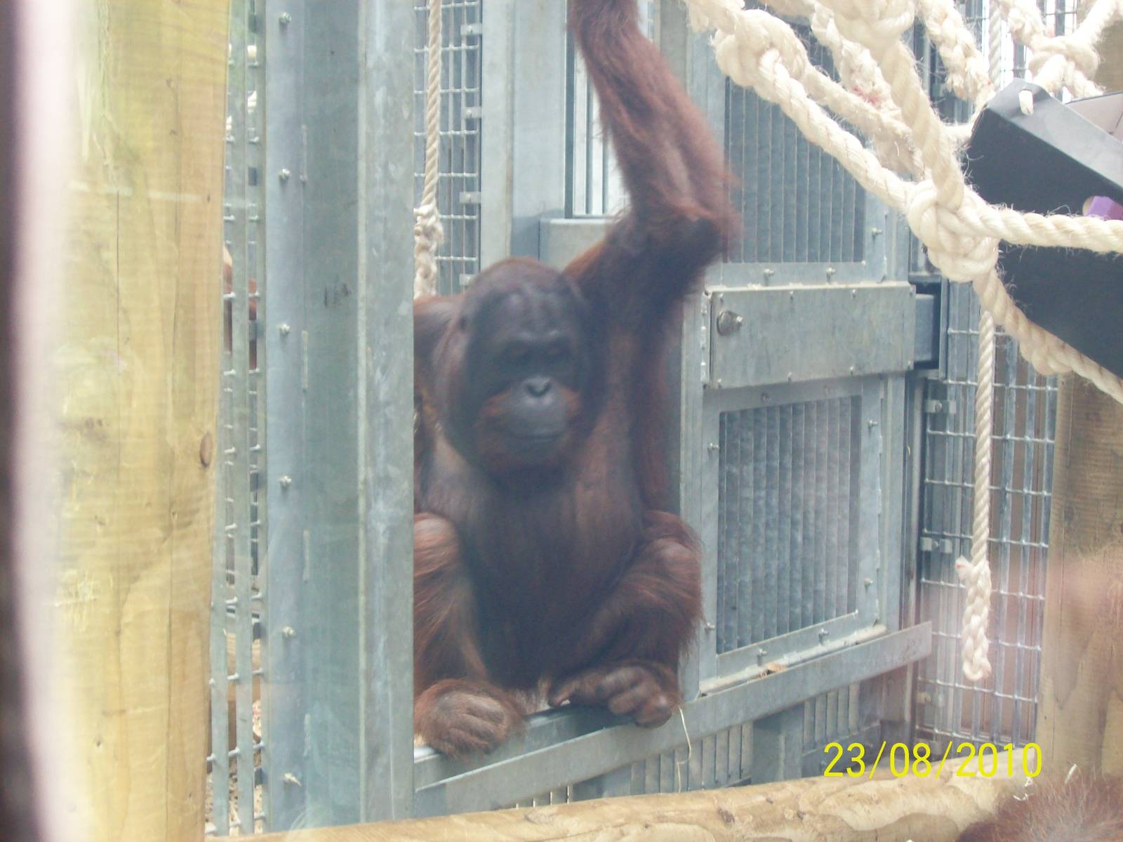 Colchester Zoo (ignore date on bottom right)