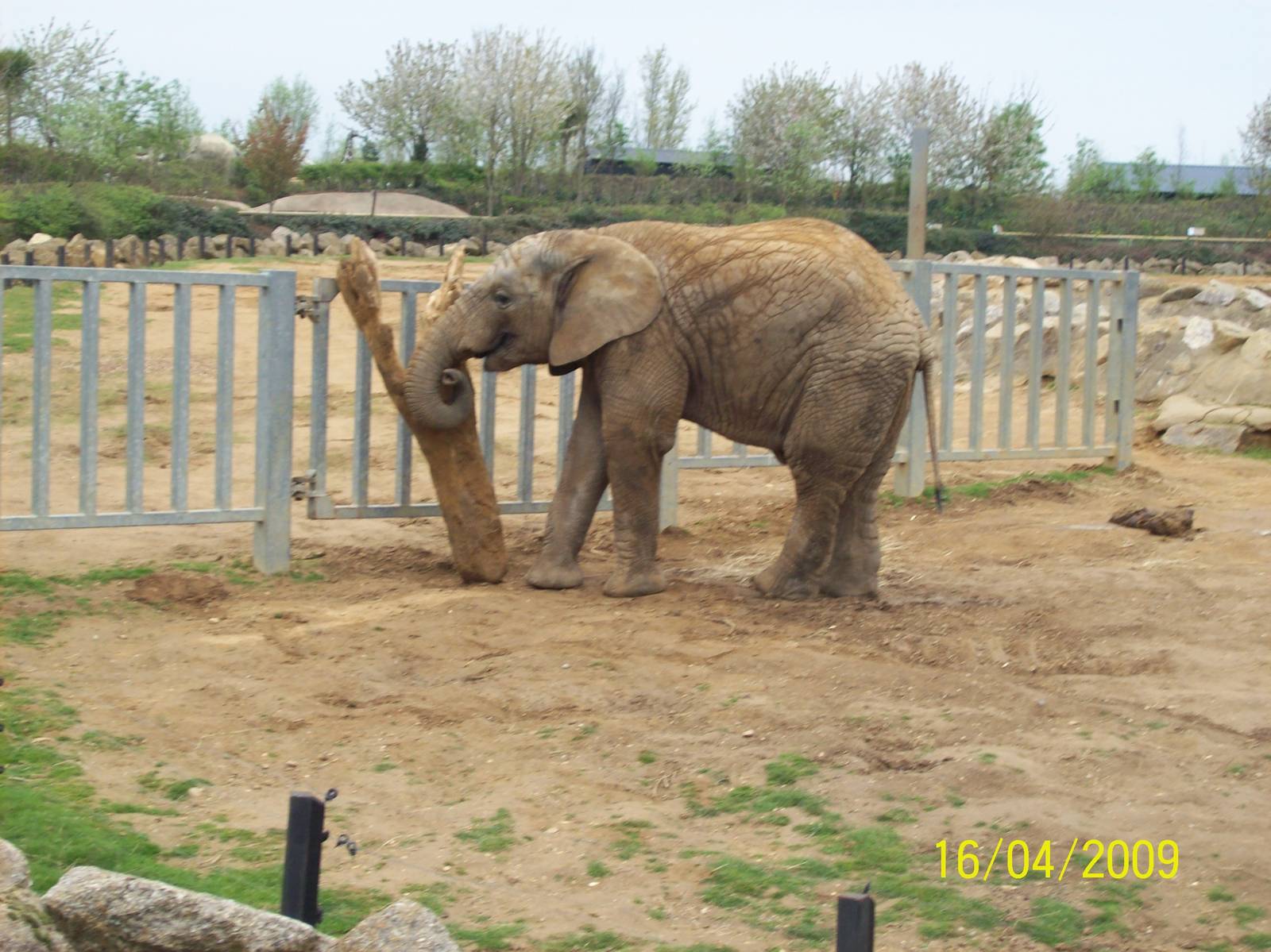 Colchester Zoo (ignore date on bottom right)