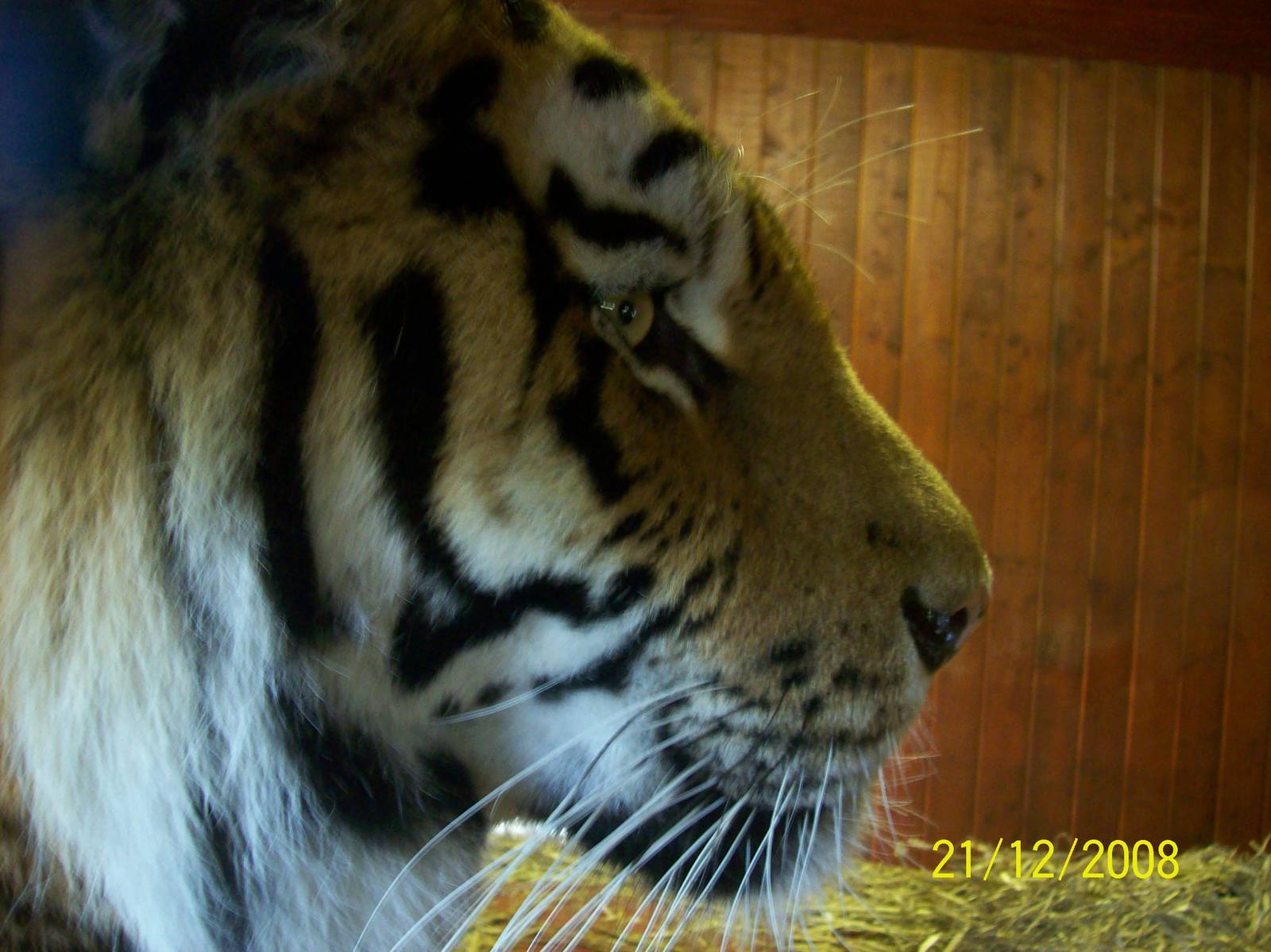 Colchester Zoo (ignore date on bottom right)