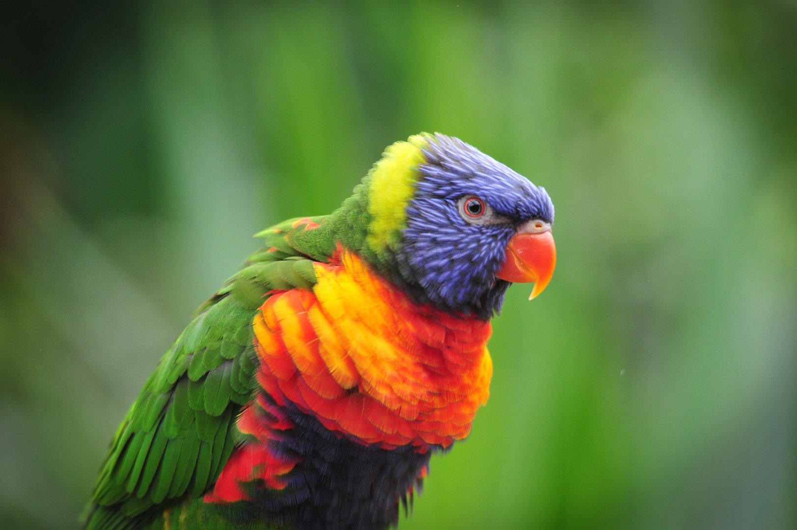 Colchester Zoo  lorikeets