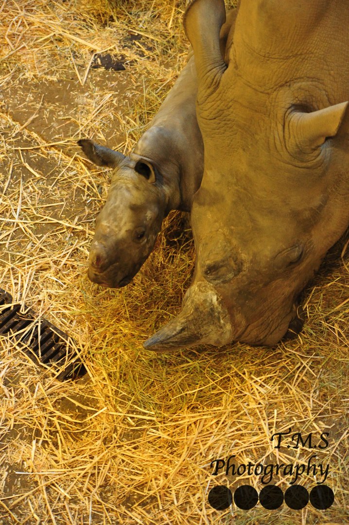 Colchester Zoo Lottie with Emily